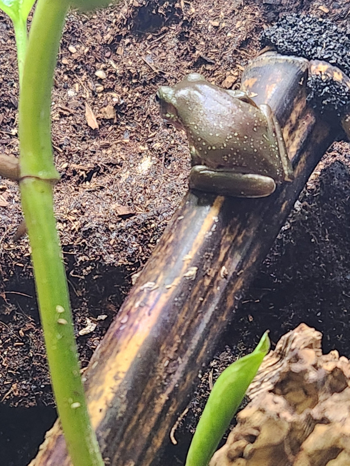 Amphibian - Whites Tree Frog - Snowflake