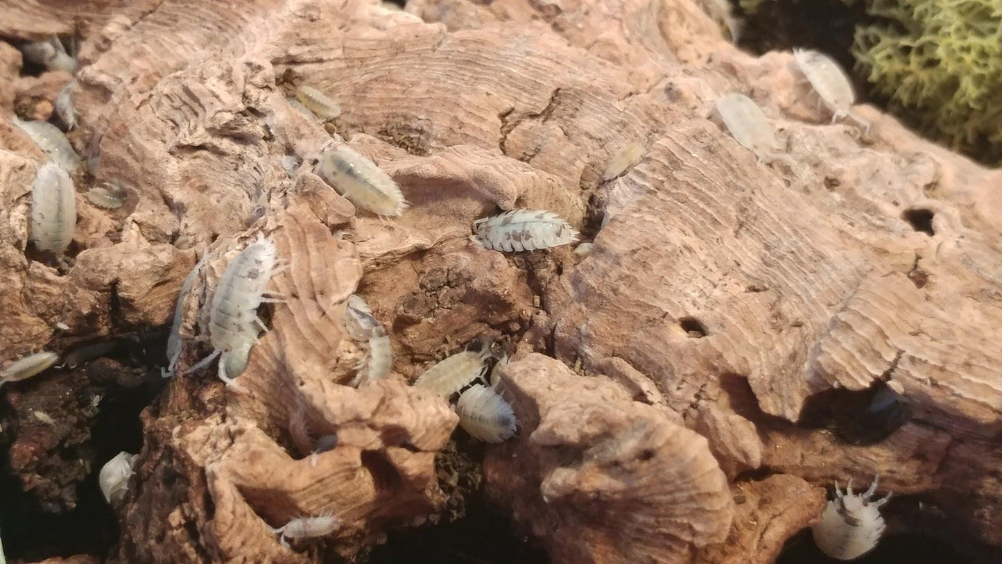 Isopods - Porcellio scaber 'Dalmation' - 12 count