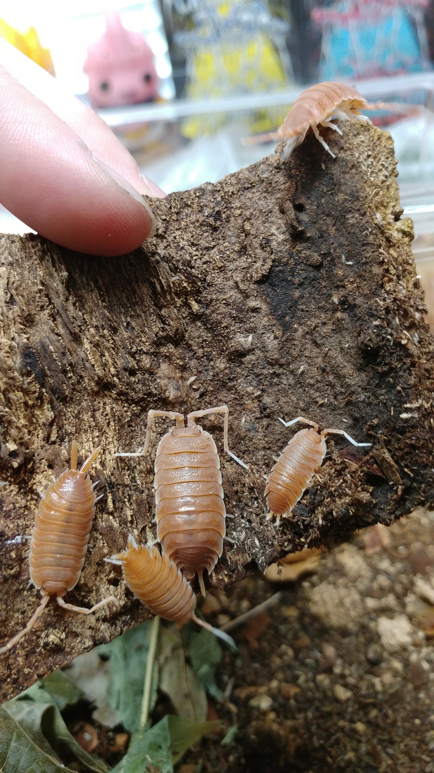 Isopods - Porcellio magnificus - 10 count