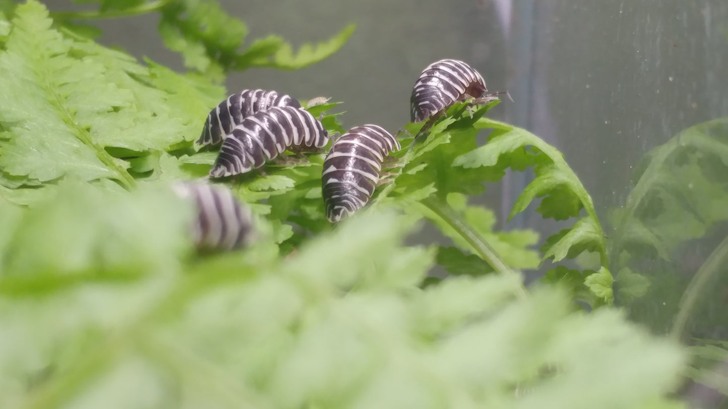 Isopods - Armadillidium maculatum 'Zebra' -12 count