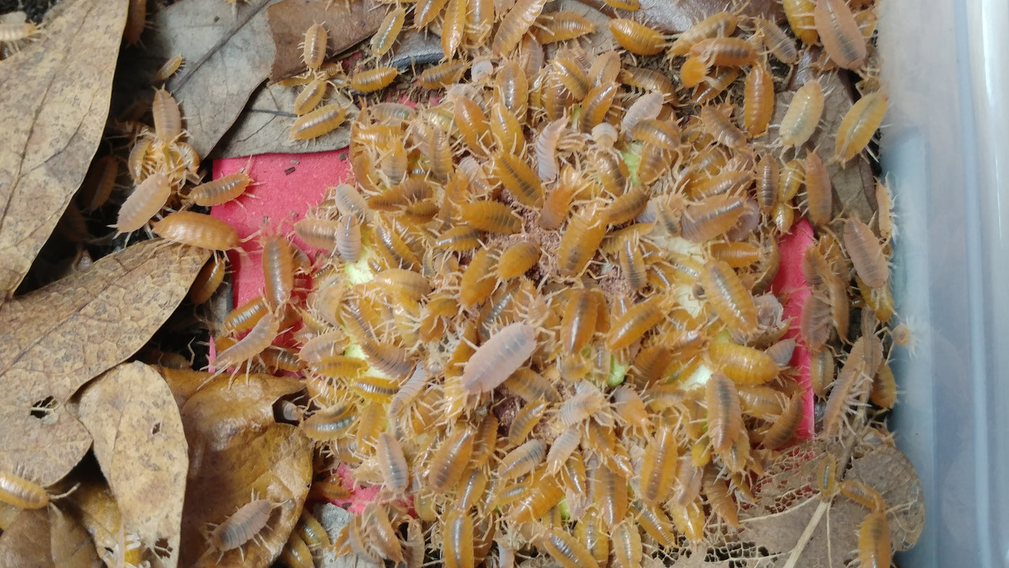 Isopods - Porcellionides pruinosus 'Powder Orange' - 12 Count