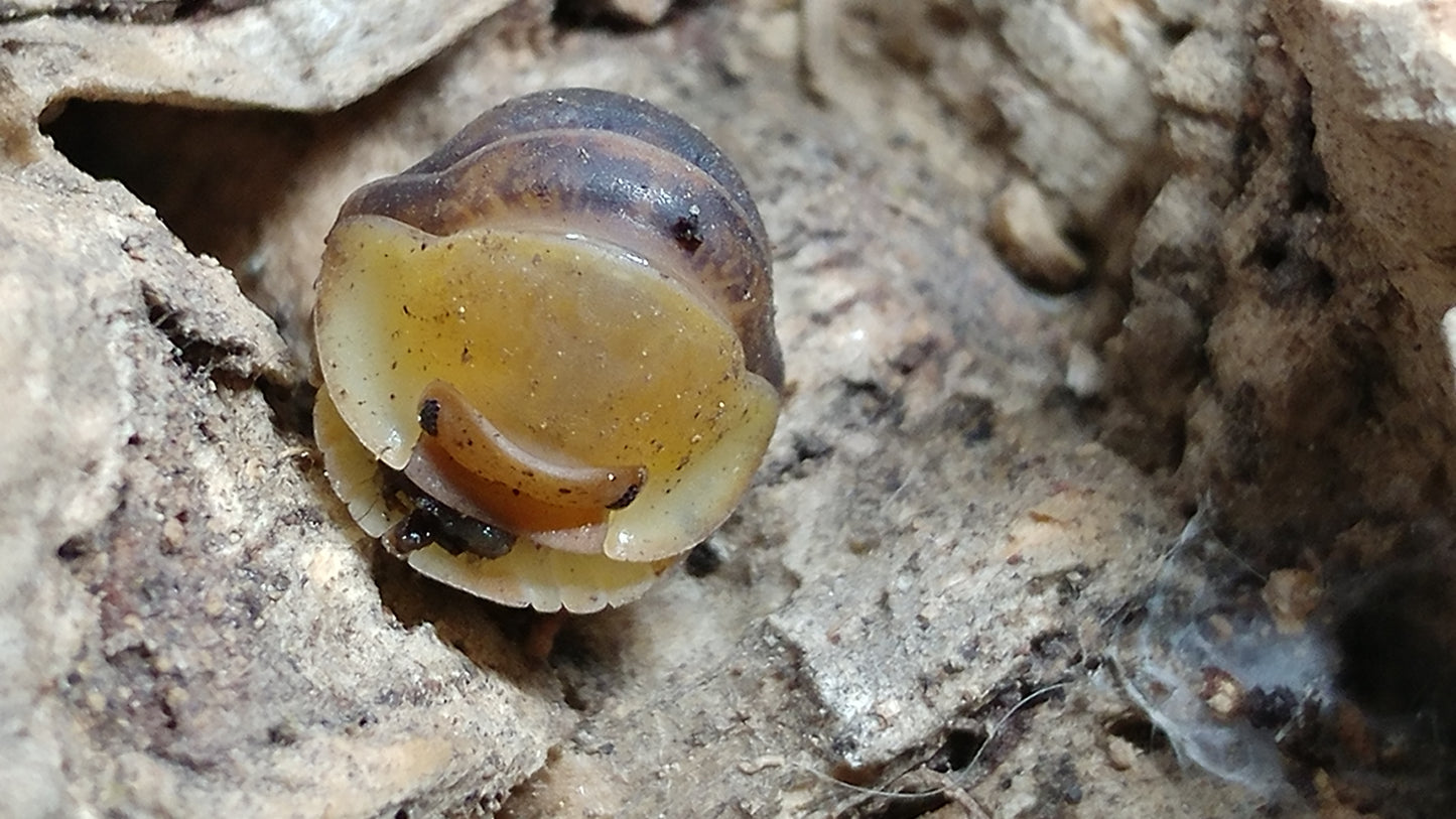 Isopods - Cubaris sp. 'Rubber Ducky' - 6 count