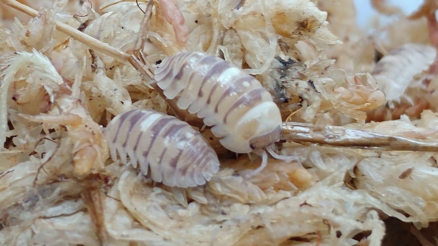 Isopods - Armadillidium espanyoli 'Marbleized' - 12 count
