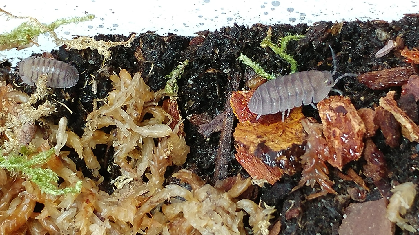 Isopods - Cubaris sp. 'Blue Pigeon' - 6 count