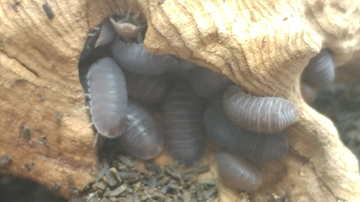 Isopods - Cubaris murina 'Little Sea' - 12 Count