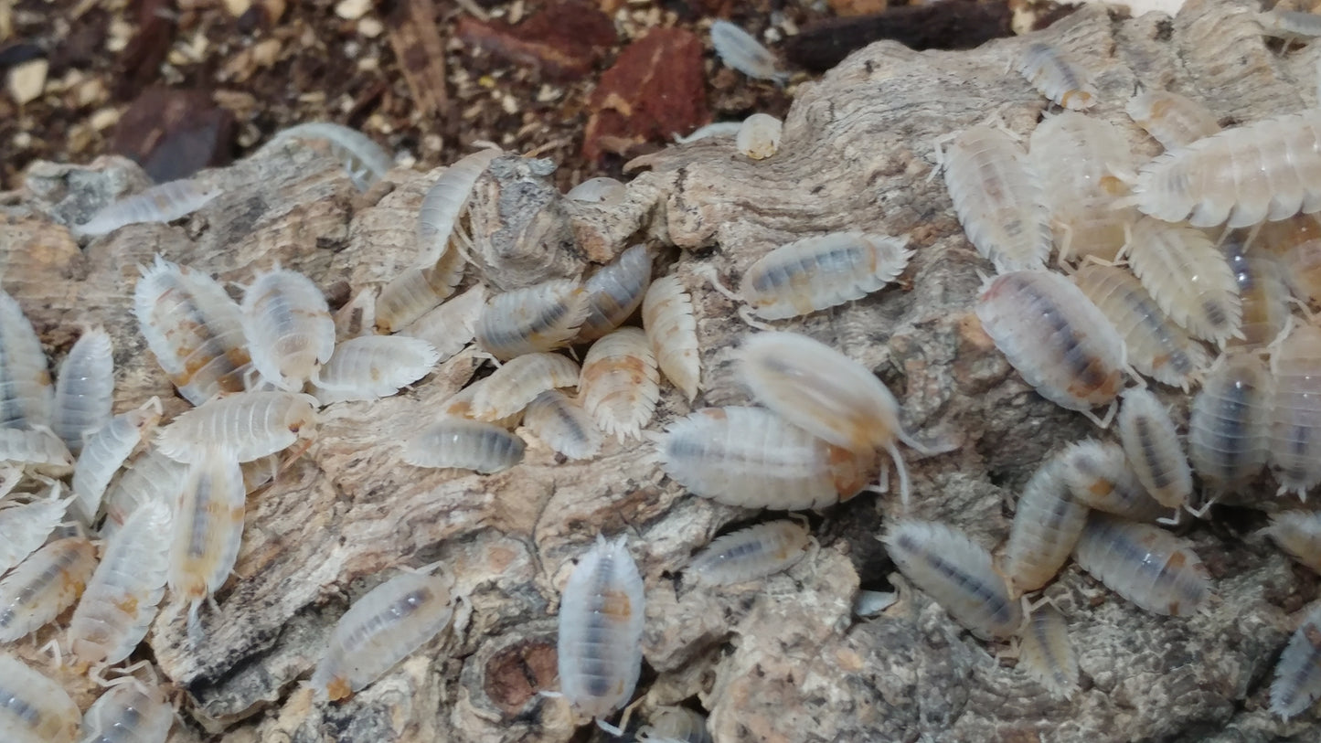 Isopods - Porcellio scaber - "Orange Dalmatian" - 12 count