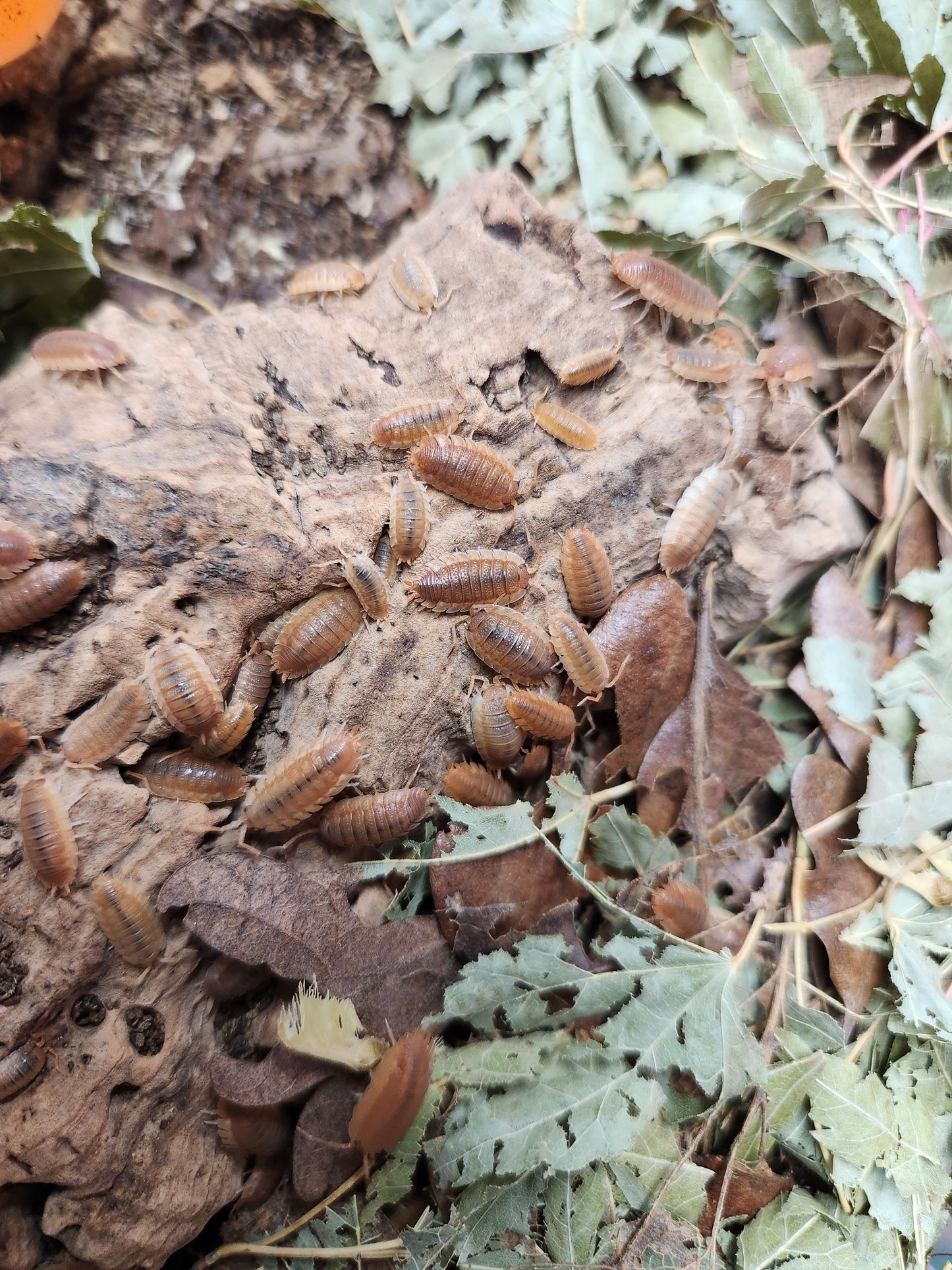 Isopods - Porcellio scaber - Rough "Orange" 12 count