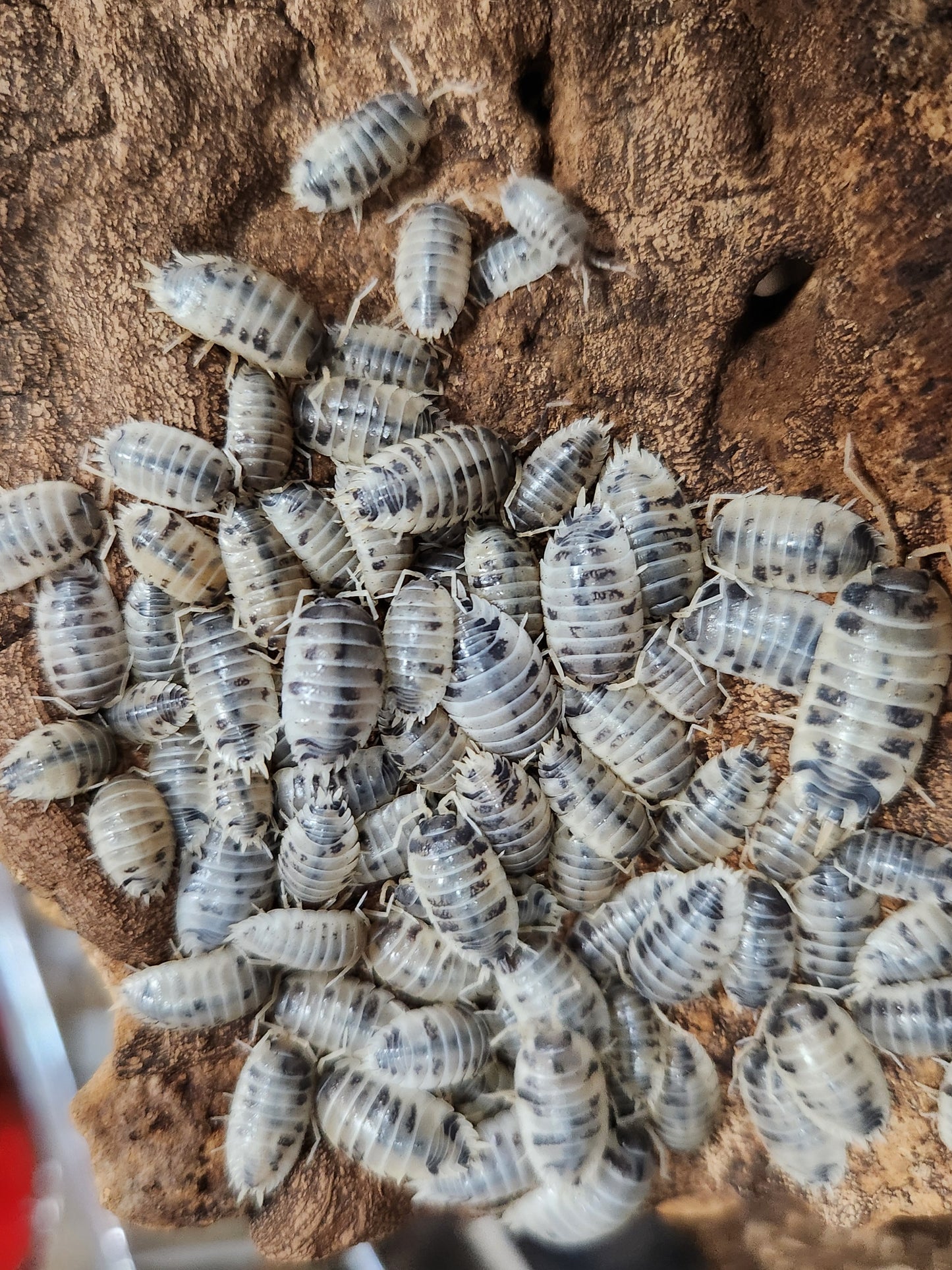 Isopods - Porcellio laevis - "Dairy Cow" - 12 Count