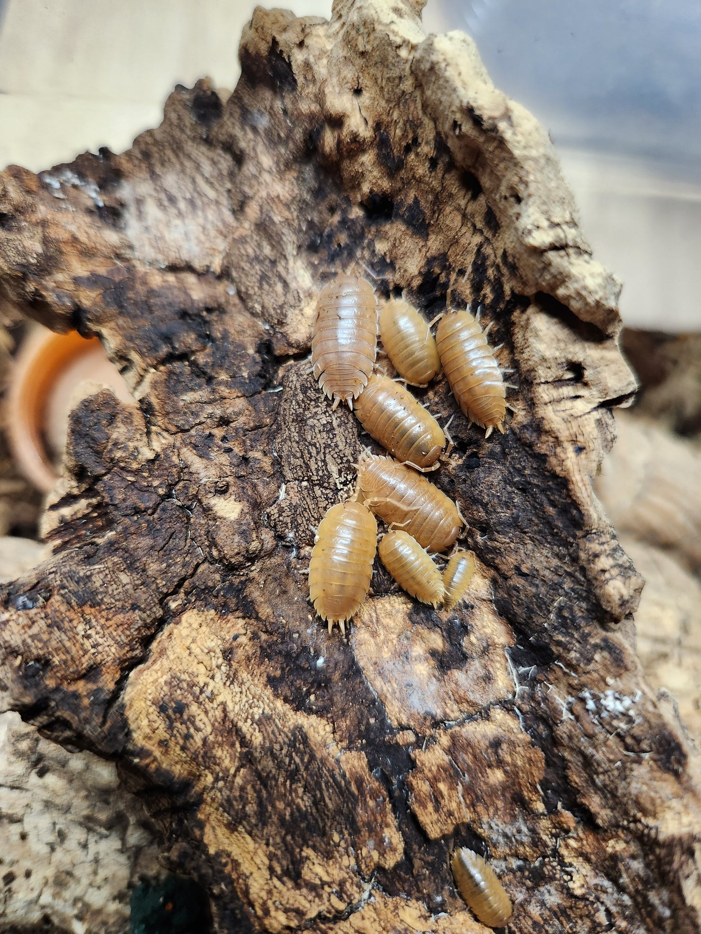 Isopods - Porcellio laevis 'Orange' - 12 Count