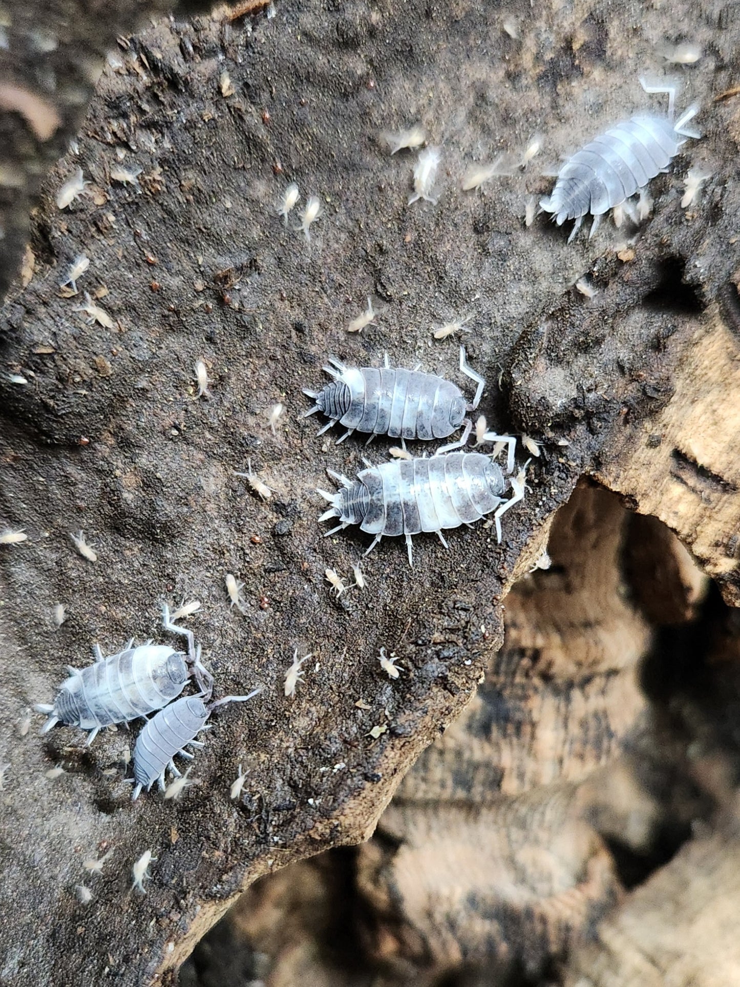 Isopods - Porcellionides pruinosus - "Oreo Crumble" - 12 count
