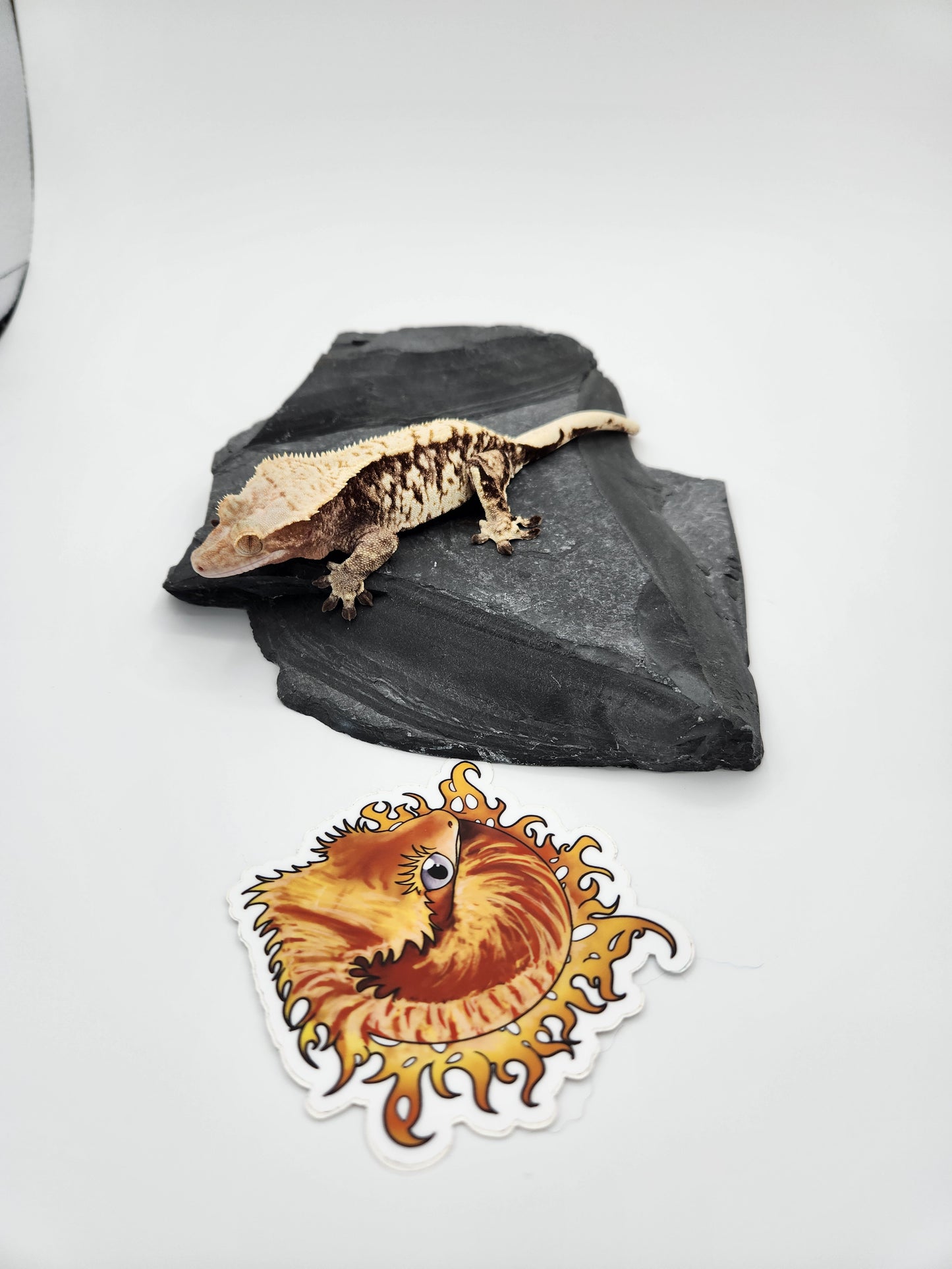 Crested Gecko - SOLD - Female (Witchy)