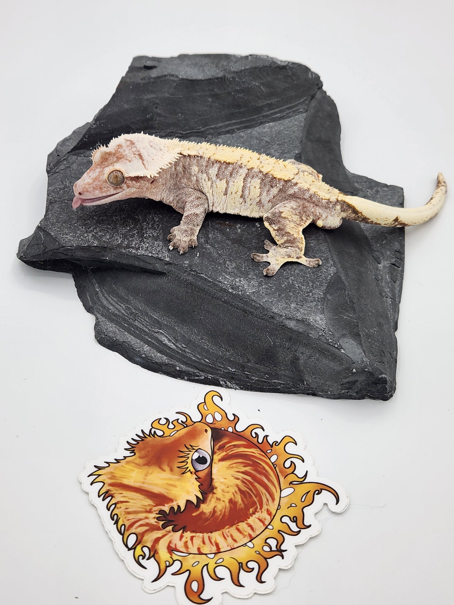 Crested Gecko - SOLD - Male DOB 12-22-15 Azurite (Amarilla x Lundi)