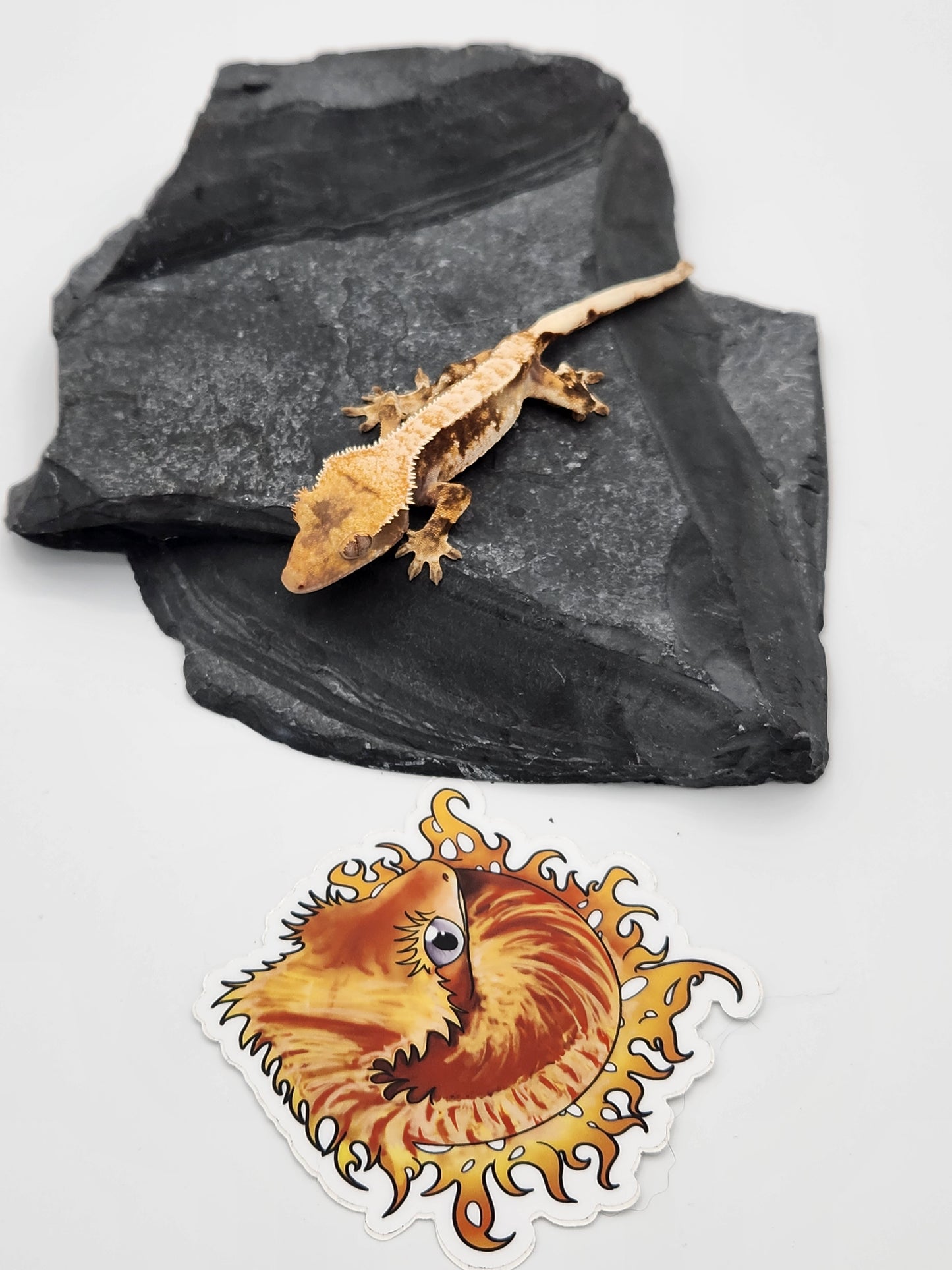 Crested Gecko - Female DOB 01-03-23 (Starmunch x Brock)
