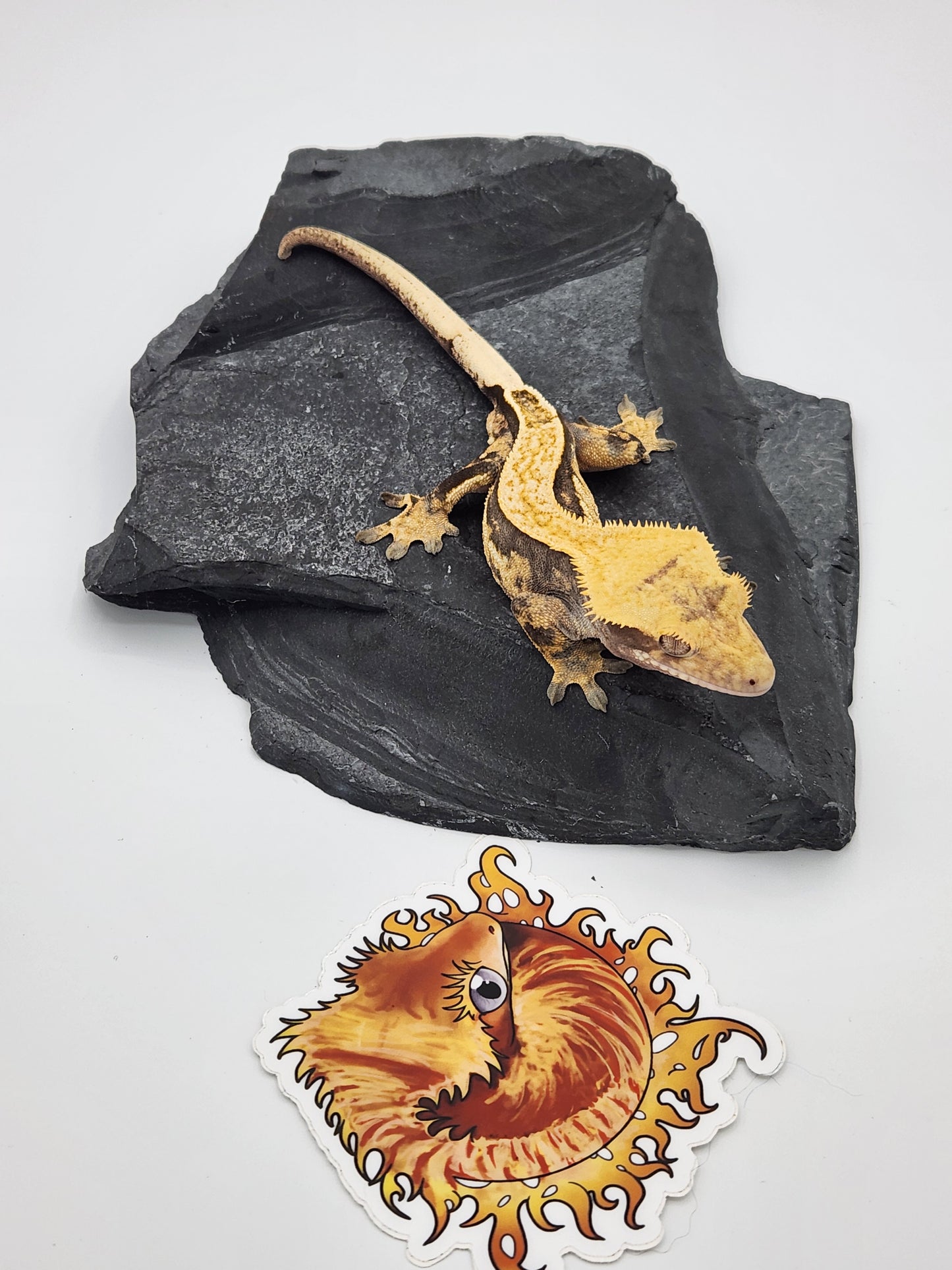Crested Gecko - Male DOB 07-10-22 (Titus x Starfire)
