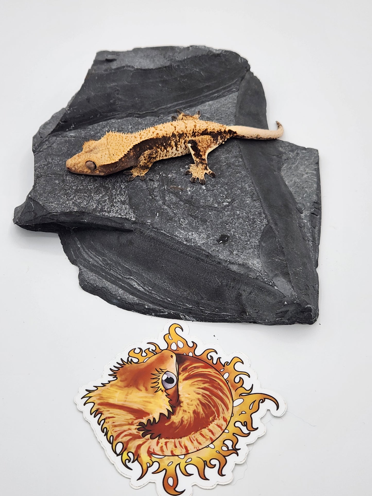 Crested Gecko - SOLD - Female DOB 12-03-2022 (Heather x Mystic)