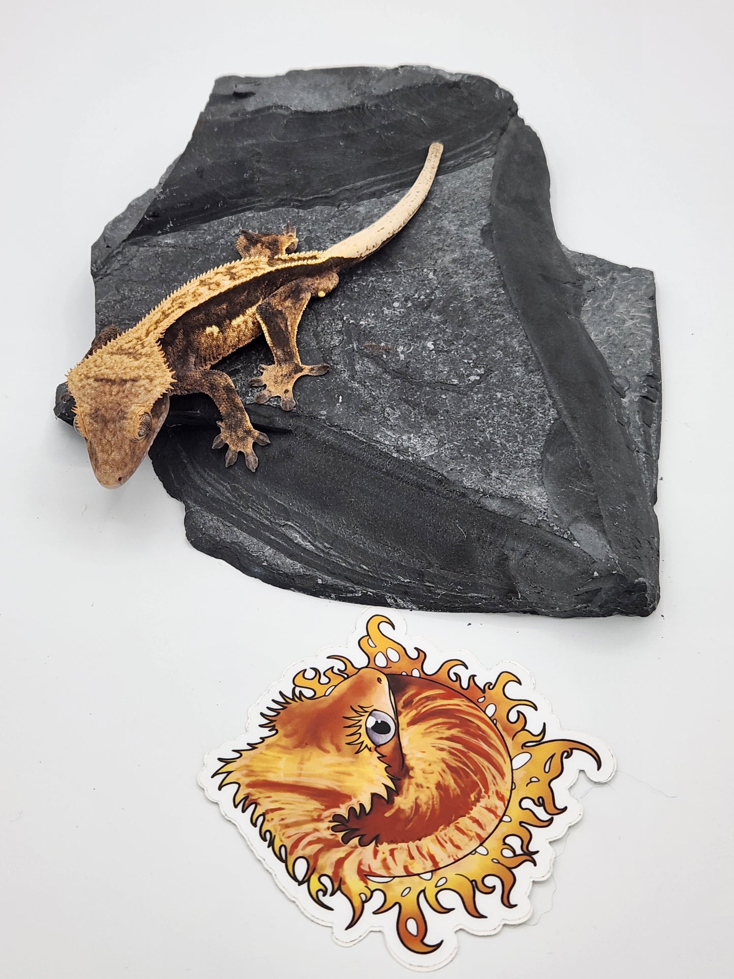 Crested Gecko - Male DOB 8-10-22 Houdini (Titus x Starfire)