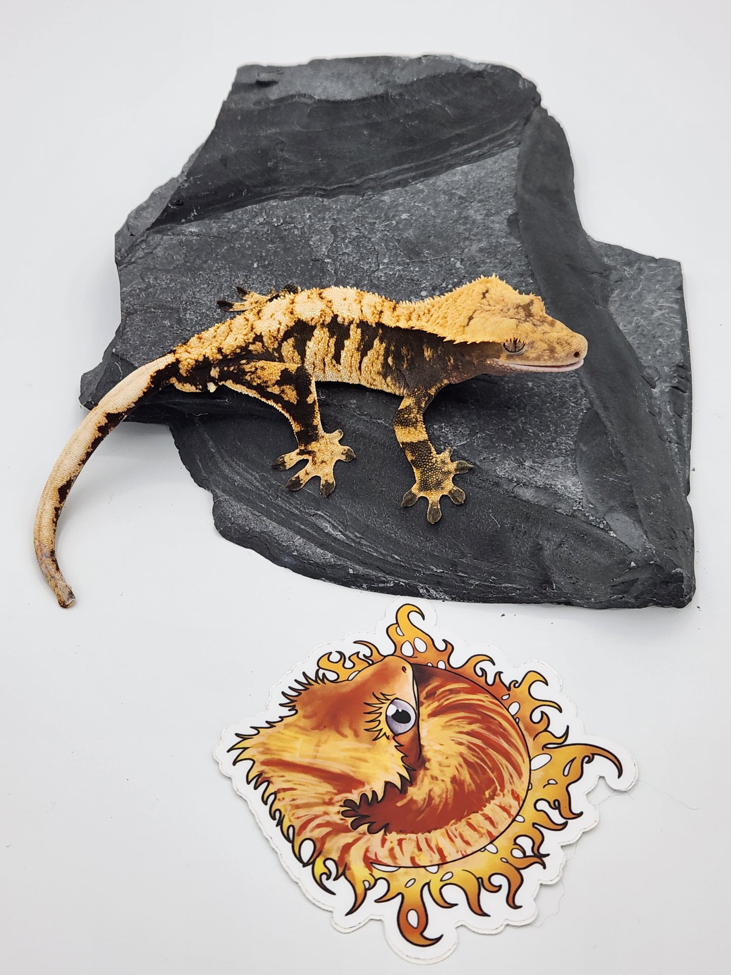 Crested Gecko - SOLD - Male DOB 09-03-22 (Radiance x Haku)