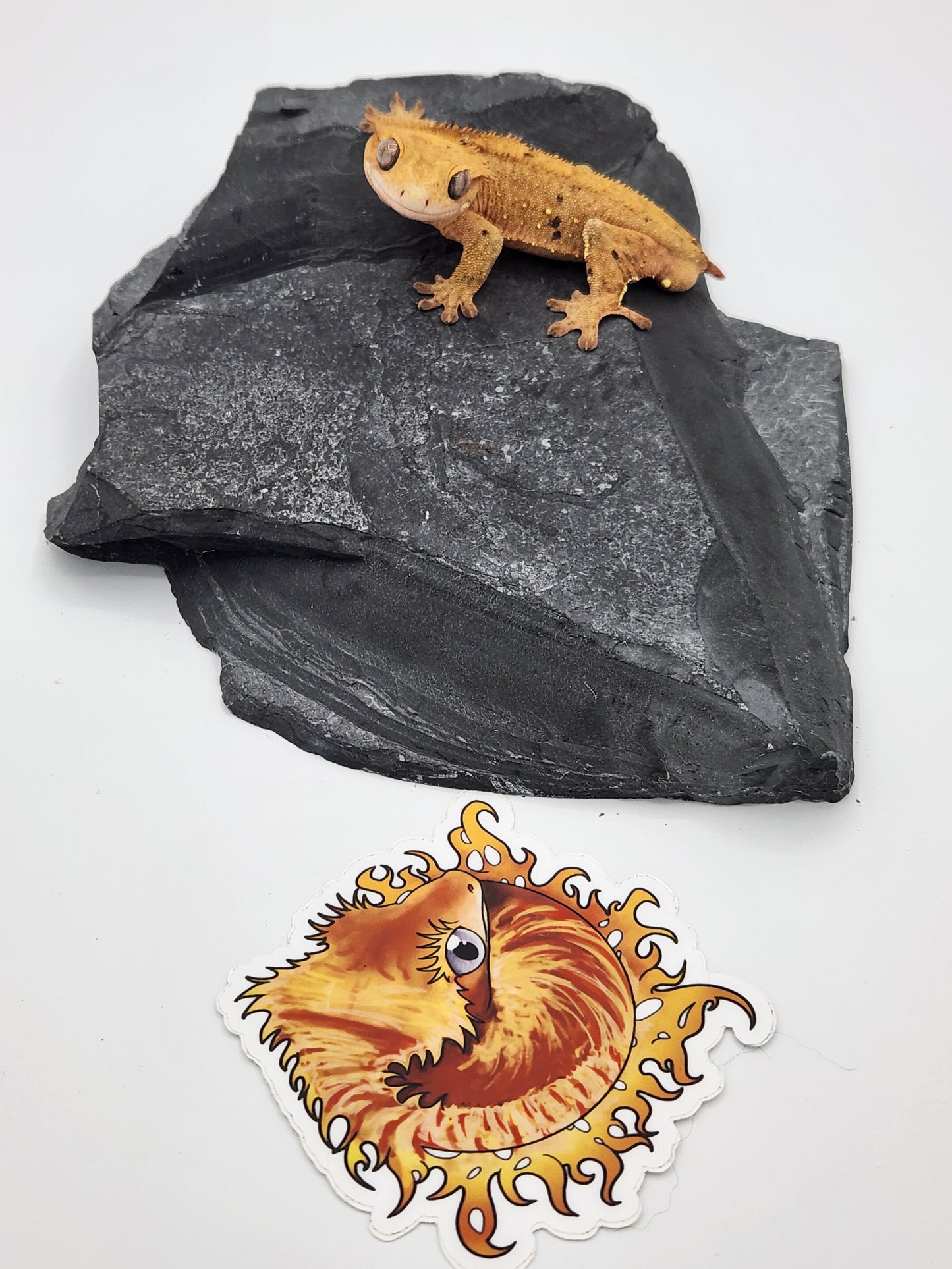 Crested Gecko - SOLD - Male DOB 09-18-21 (Dimmi x Tres)