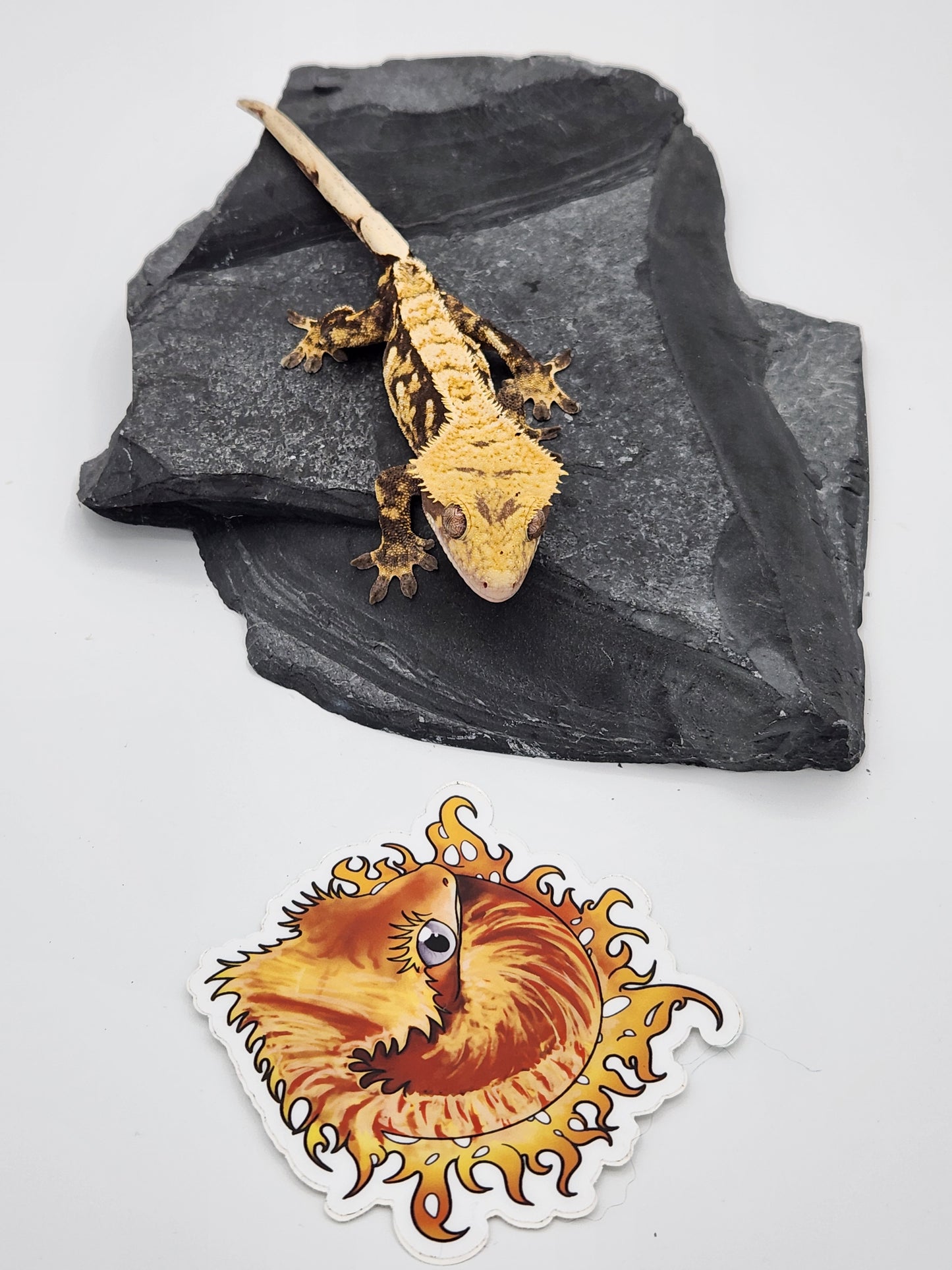 Crested Gecko - SOLD - Male DOB 08-03-22 (Mark Pink x Origin)