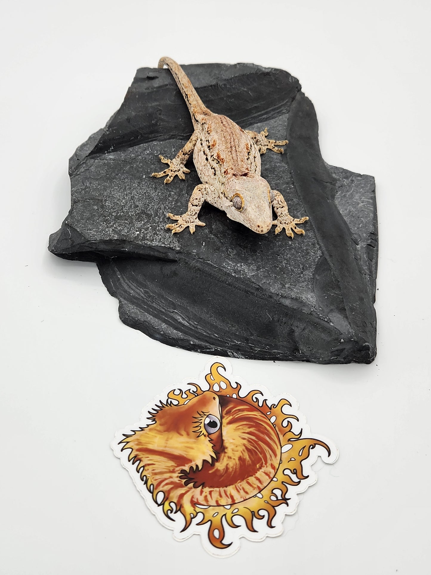 Gargoyle Gecko - Female (Venus x Valentine)