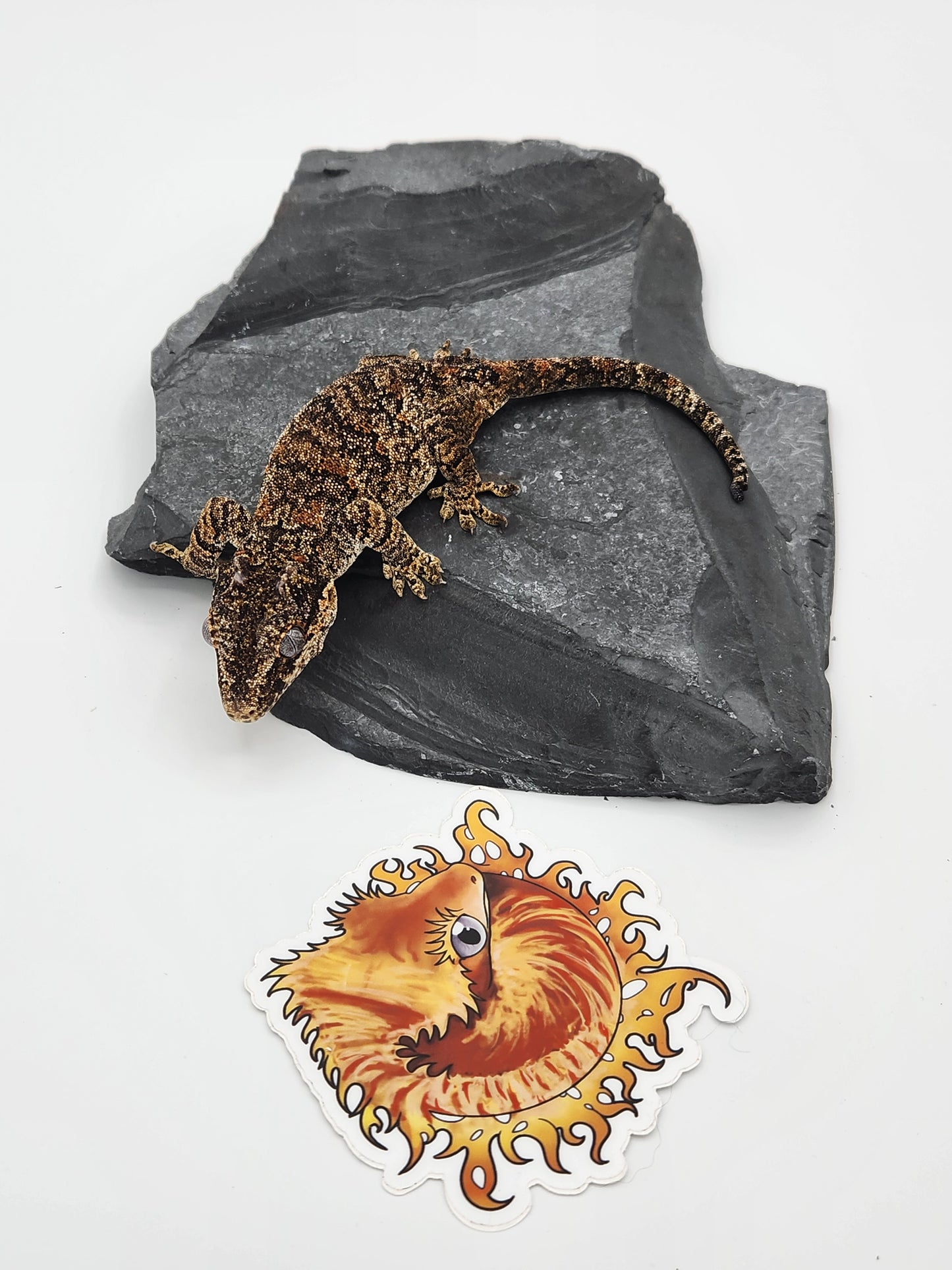 Gargoyle Gecko - Proven Breeder - Female (Key x Po 3)