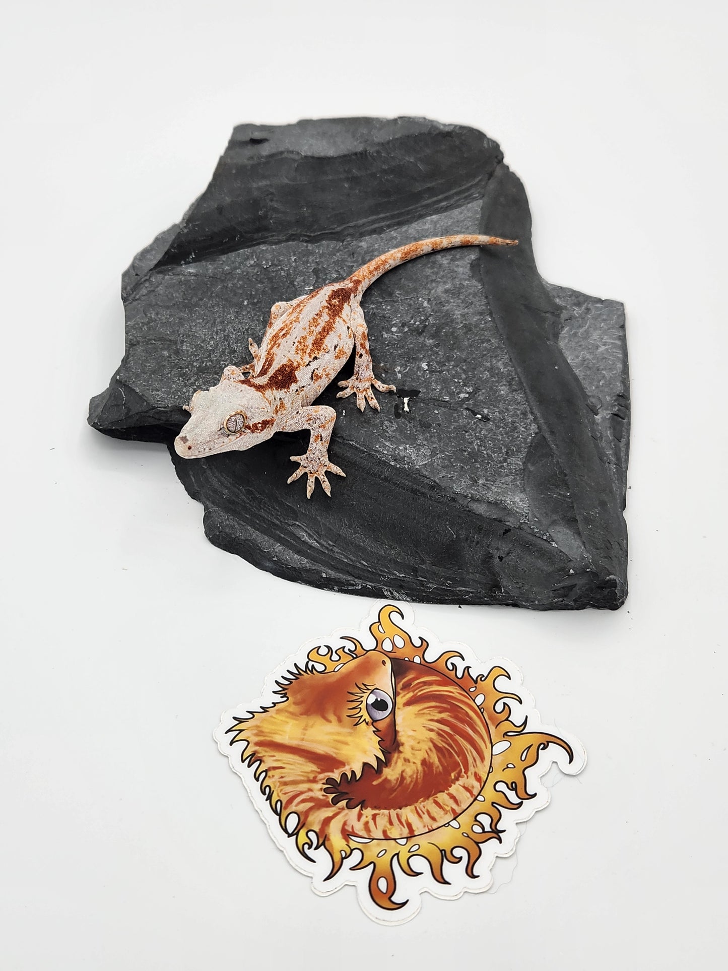 Gargoyle Gecko - Female DOB 11-16-22 (Cherry Red x SmFr)