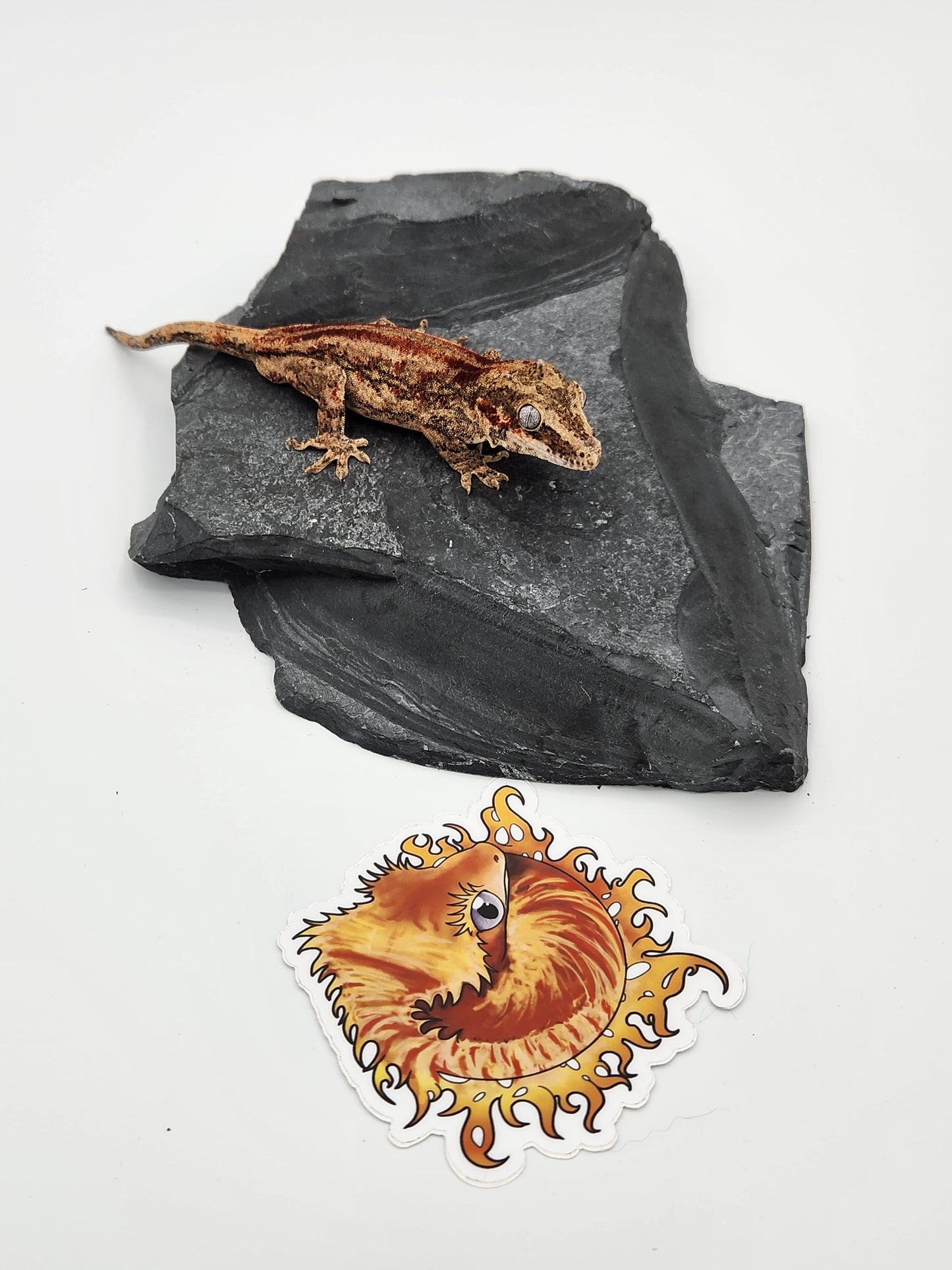 Gargoyle Gecko - Male (Dale x Ashley 5)