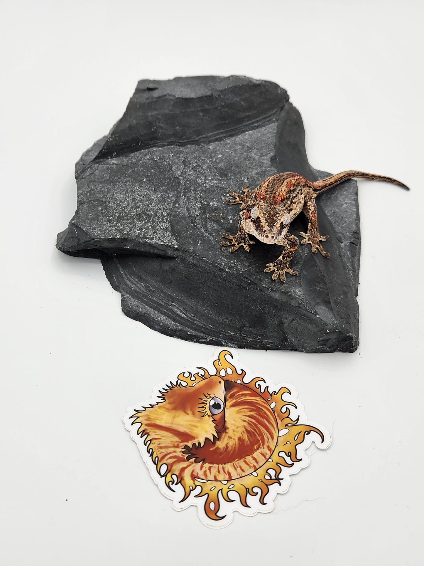 Gargoyle Gecko - SOLD - Female (Dale Ashley 8)