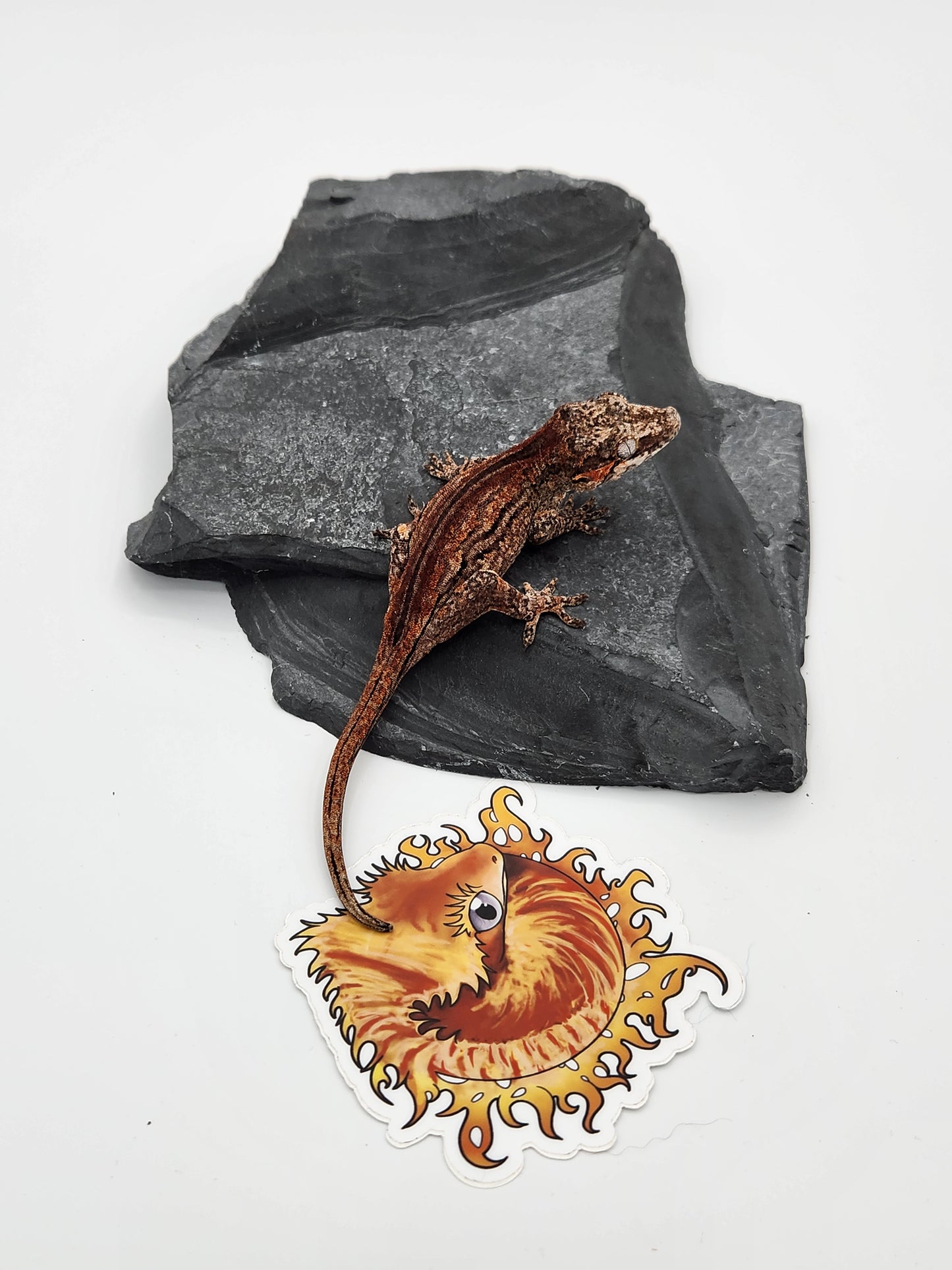 Gargoyle Gecko - SOLD - Female DOB 2-16-23 (Kurt x Poke)