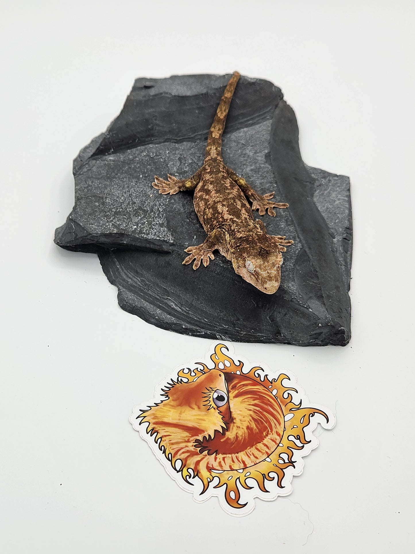 Chahoua Gecko - PI Female DOB 10-13-22 (Kermit x Sophia)