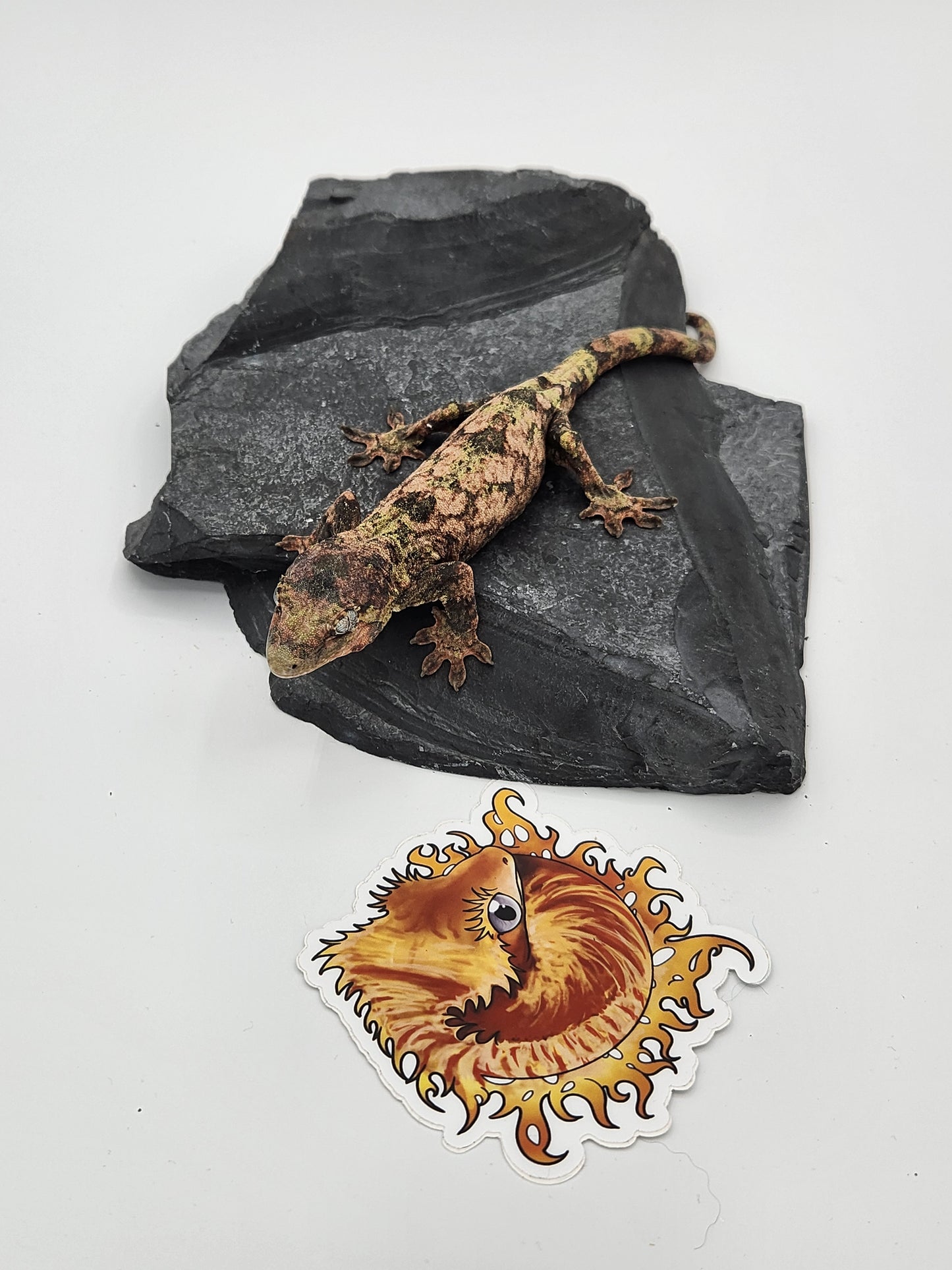 Chahoua Gecko - SOLD - Female PI DOB 12-22-22 (Jor-El x Buttercup)