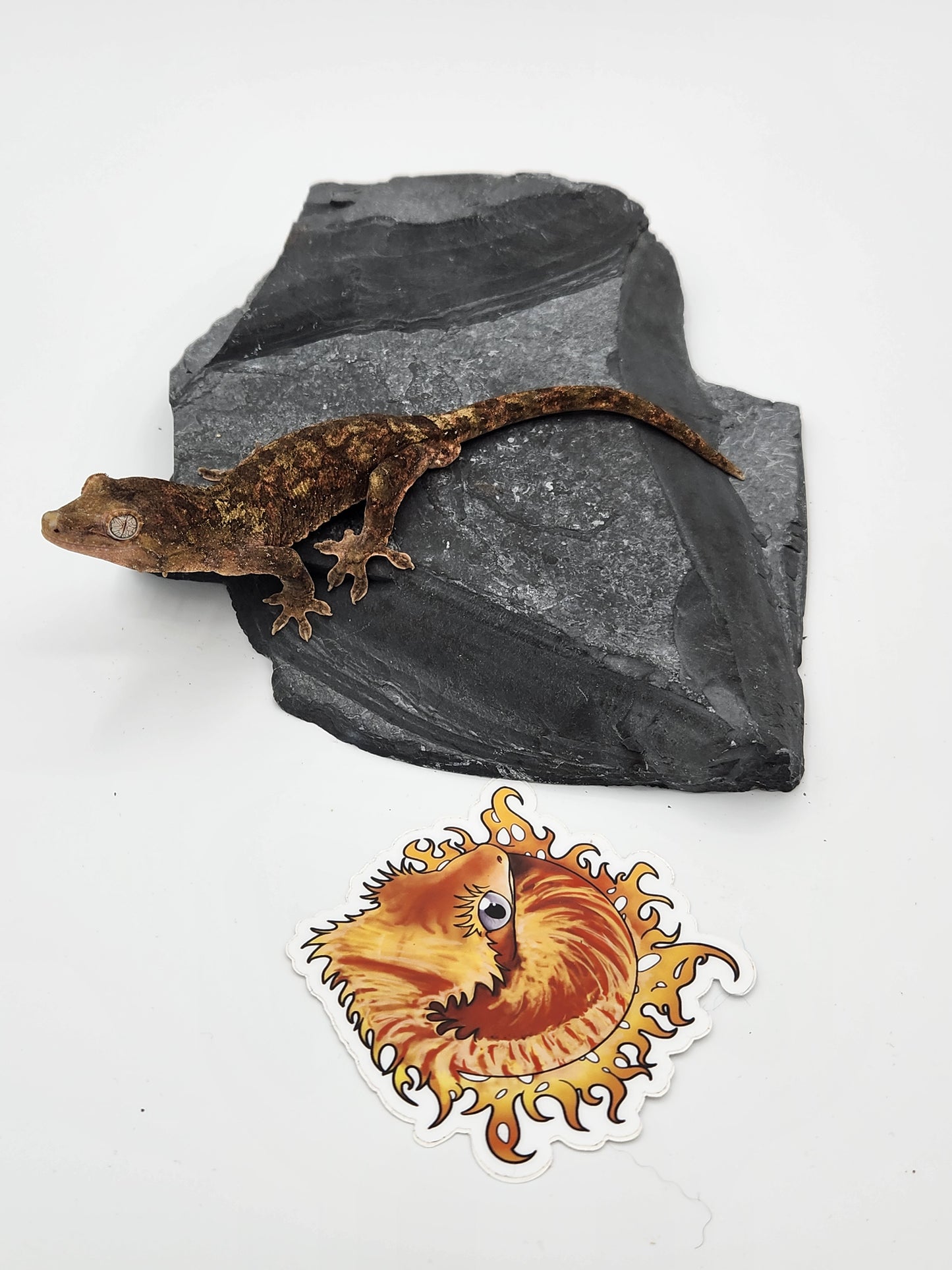 Chahoua Gecko - Male PI DOB 12-01-22 Eddie Lizzard (Sophia x Kermit)