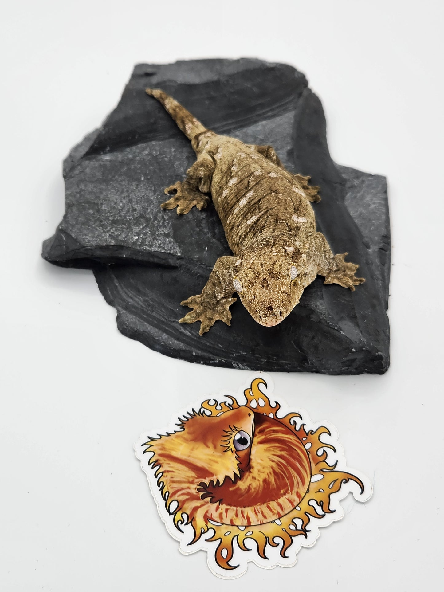 Leachie Gecko - SOLD - Nu Ami - Female DOB 10-29-2022