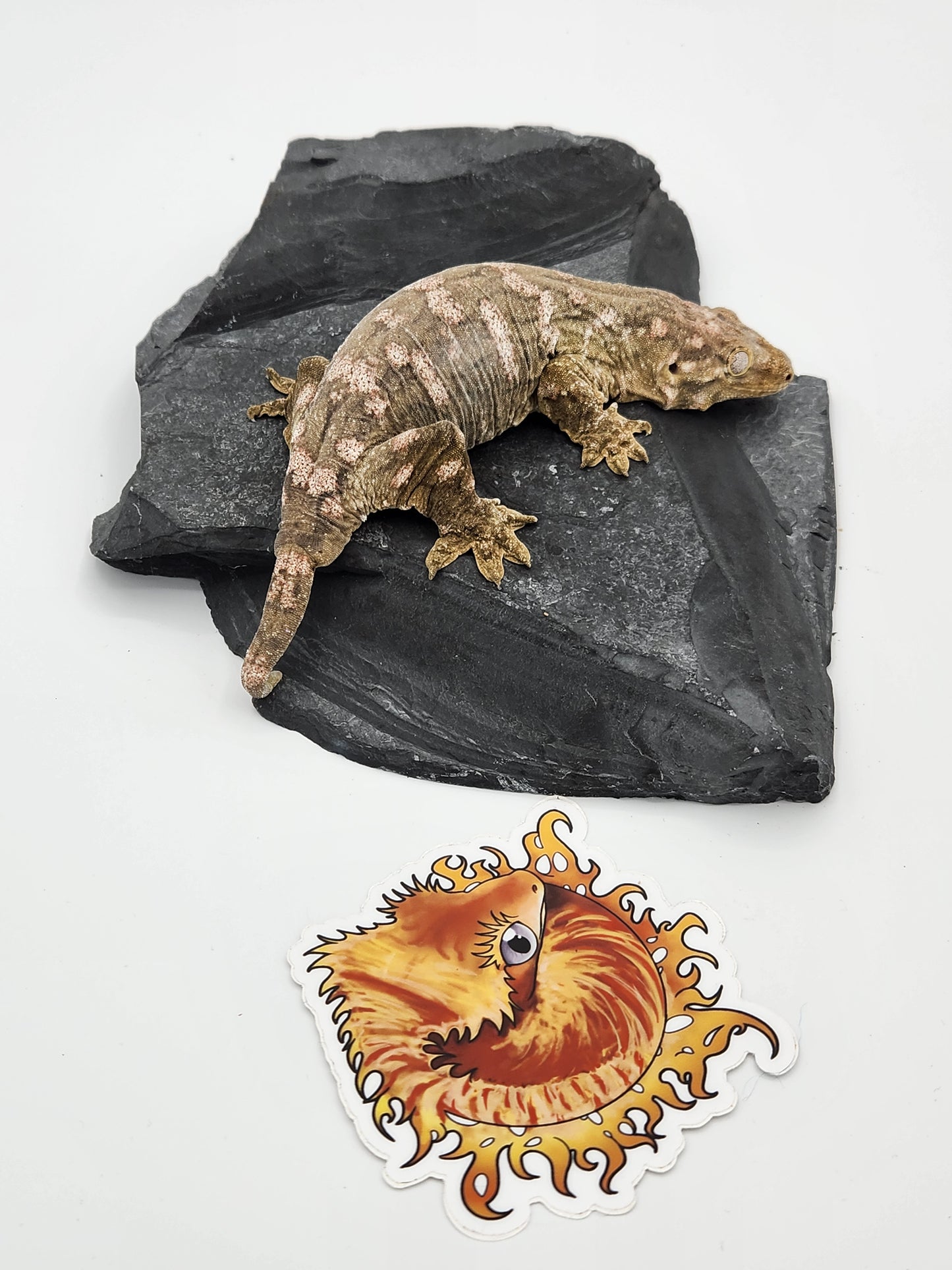 Leachie Gecko - SOLD - Nu Ami Female DOB 10-31-2022