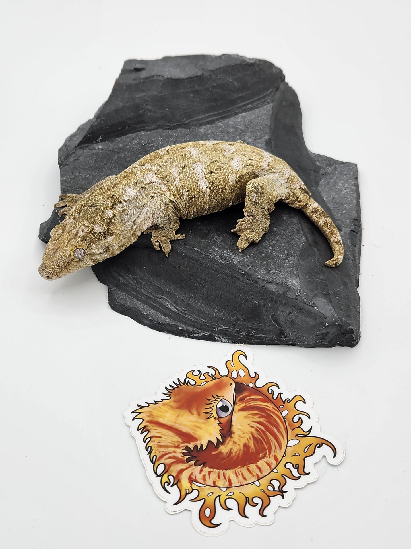 Leachie Gecko - Nu Ami Female DOB 01-10-2023