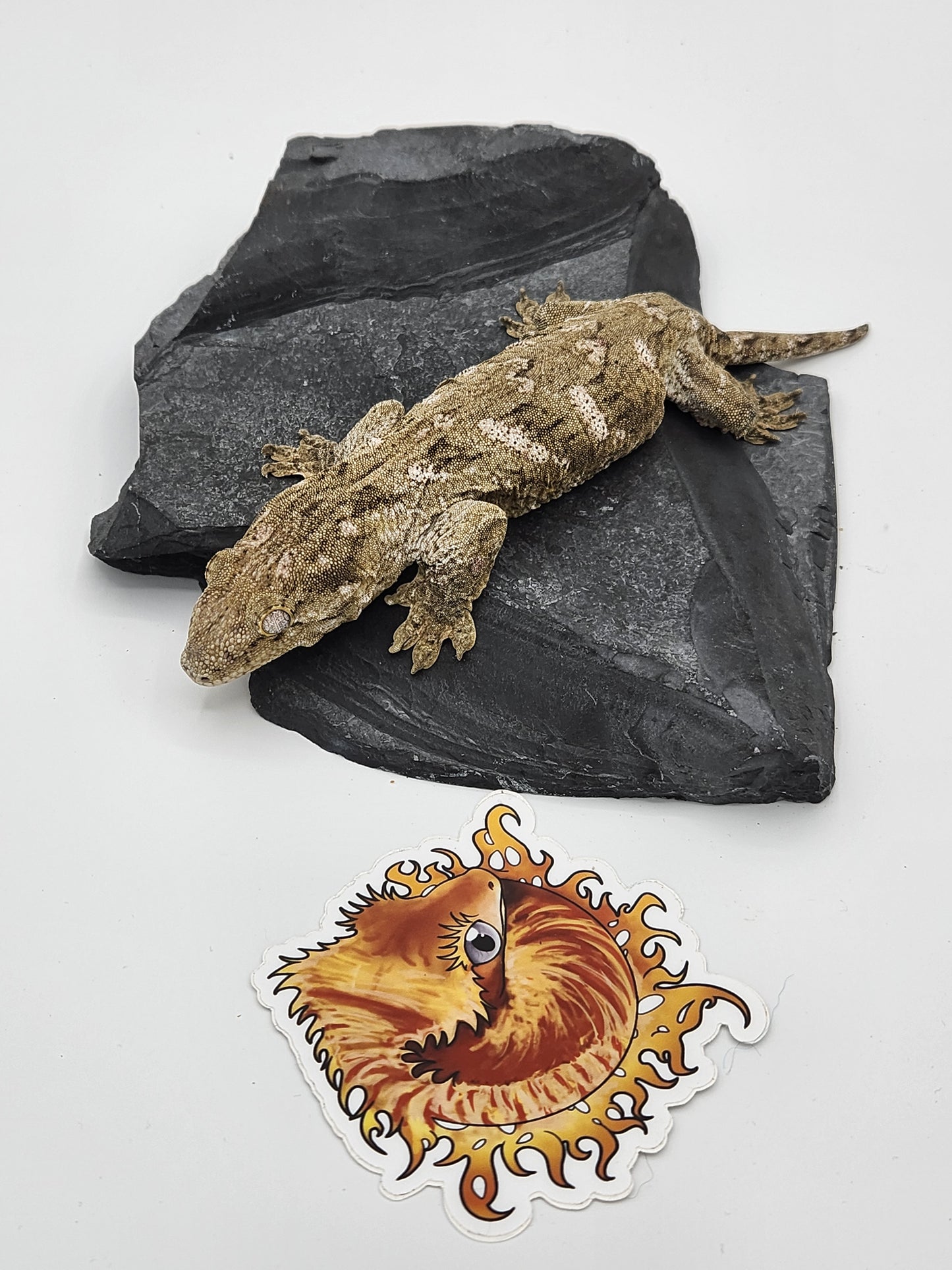 Leachie Gecko - SOLD - Nu Ami Female DOB 01-09-2023