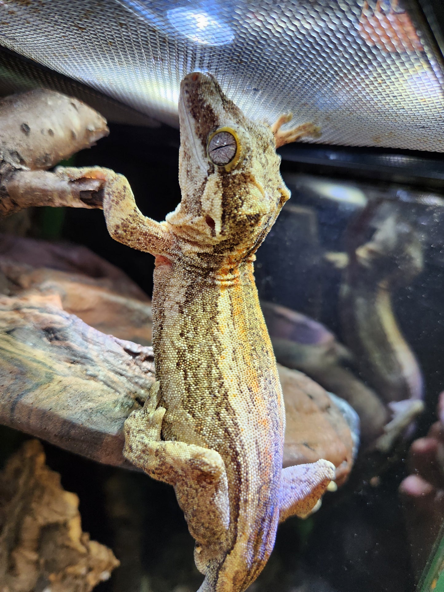 Gecko - Gargoyle Gecko - Dale x Ashley 2 - Male