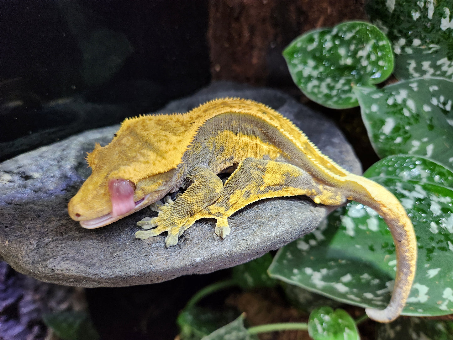 Gecko - Crested Gecko - Titus x Starfire - Male