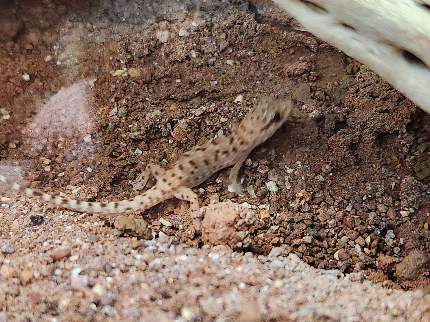 Self Cloning Geckos - Binoei Gecko