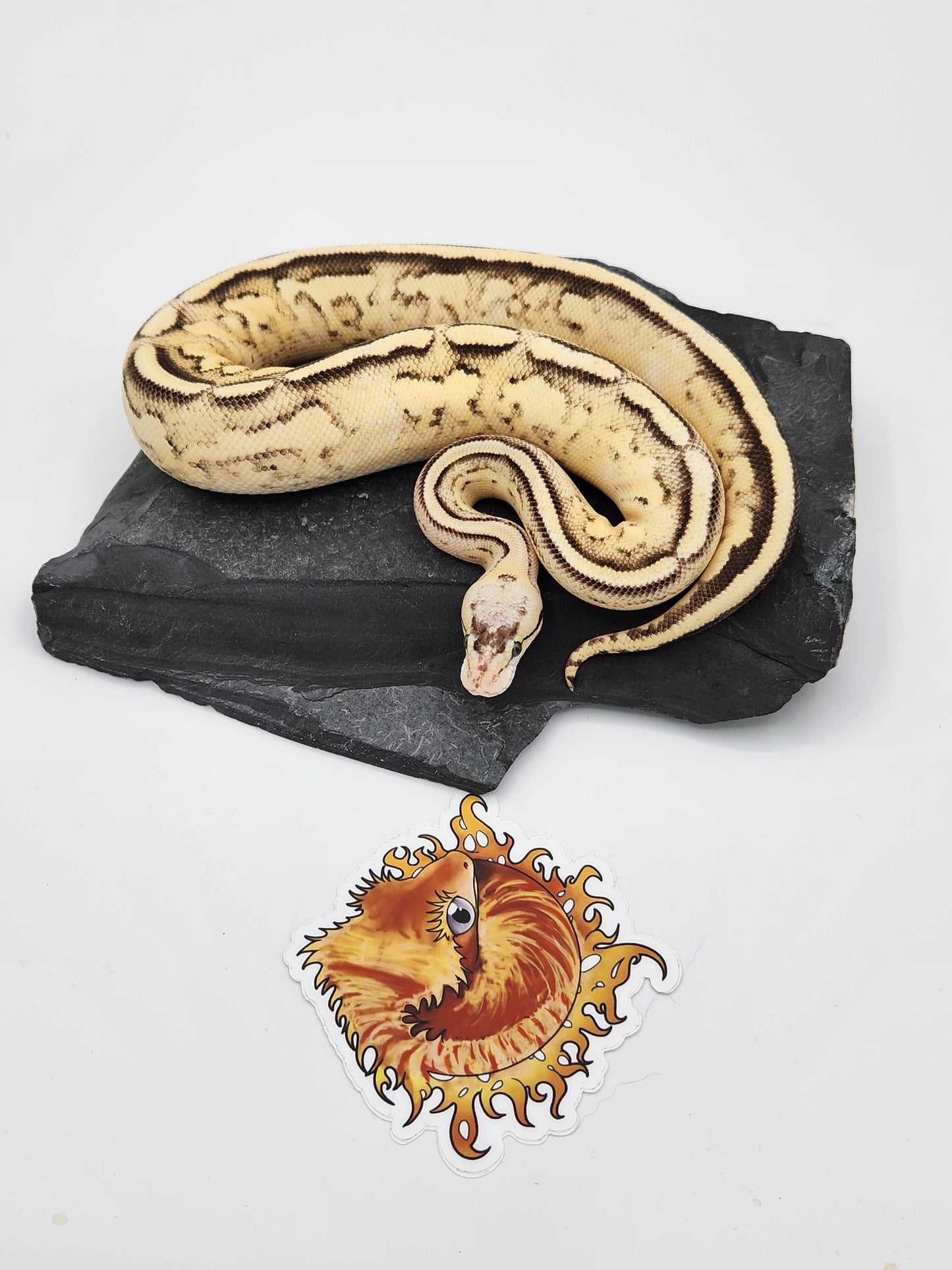 Snake - Ball Python - Spotnose Superstripe - Female