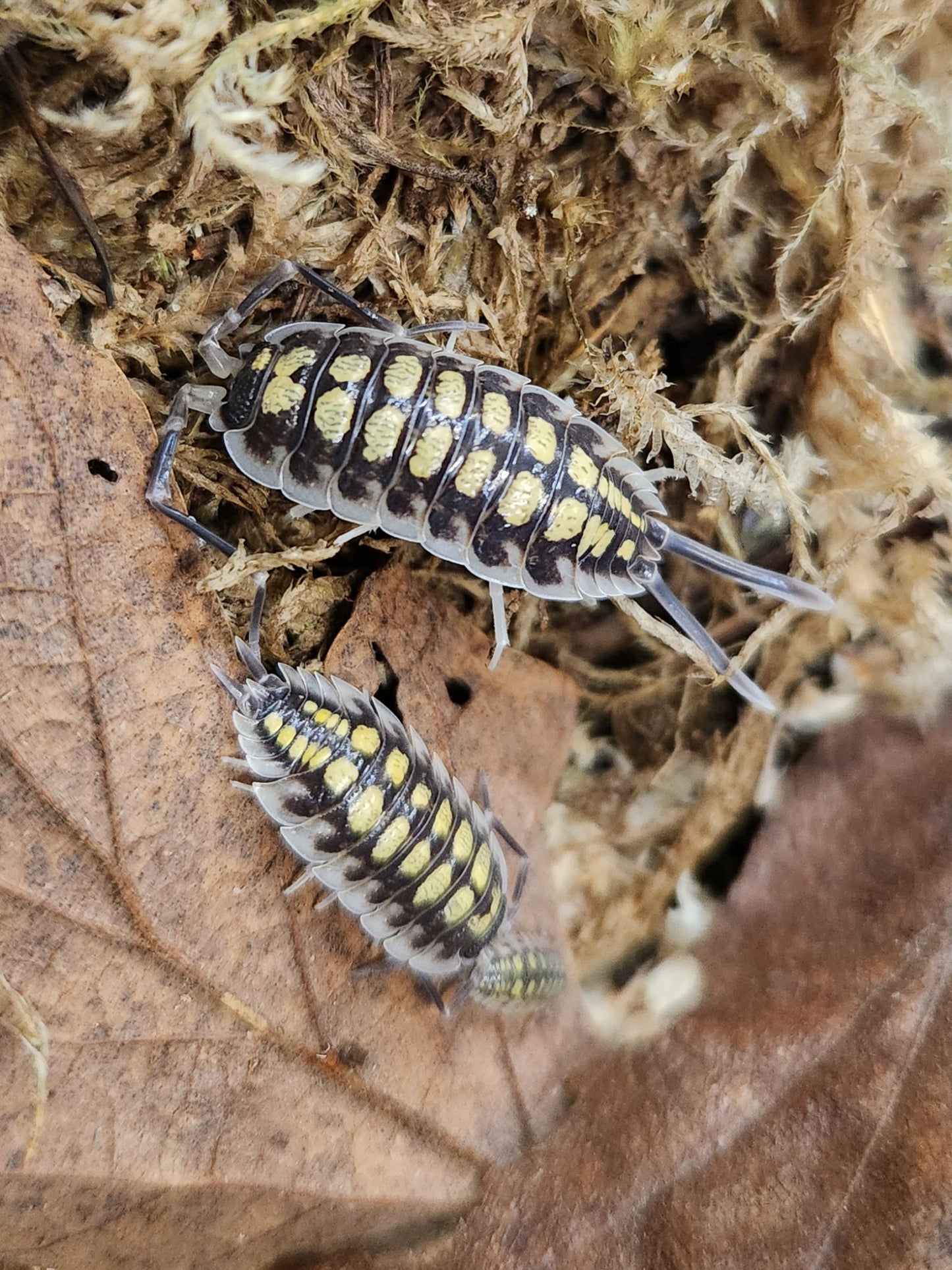 Isopod - Porcellio haasi - "High Yellow" - 10 count