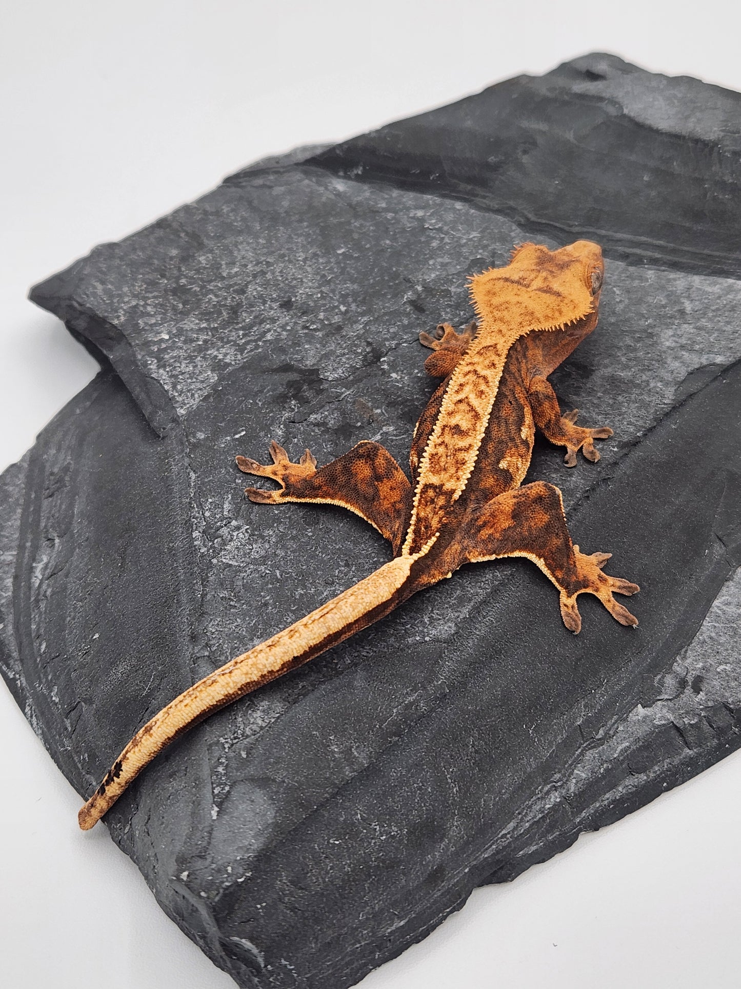 Crested Gecko - Female DOB 11-10-23 (Nala x Speedy-Chevron)