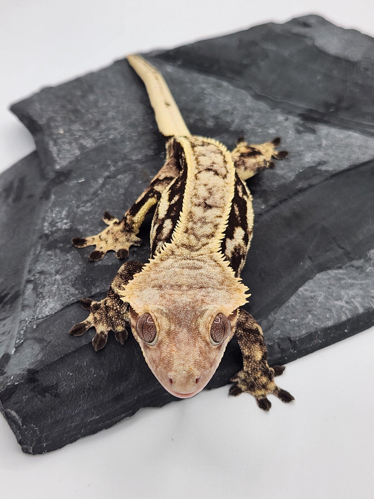 Crested Gecko - Female (Max) Proven Breeder