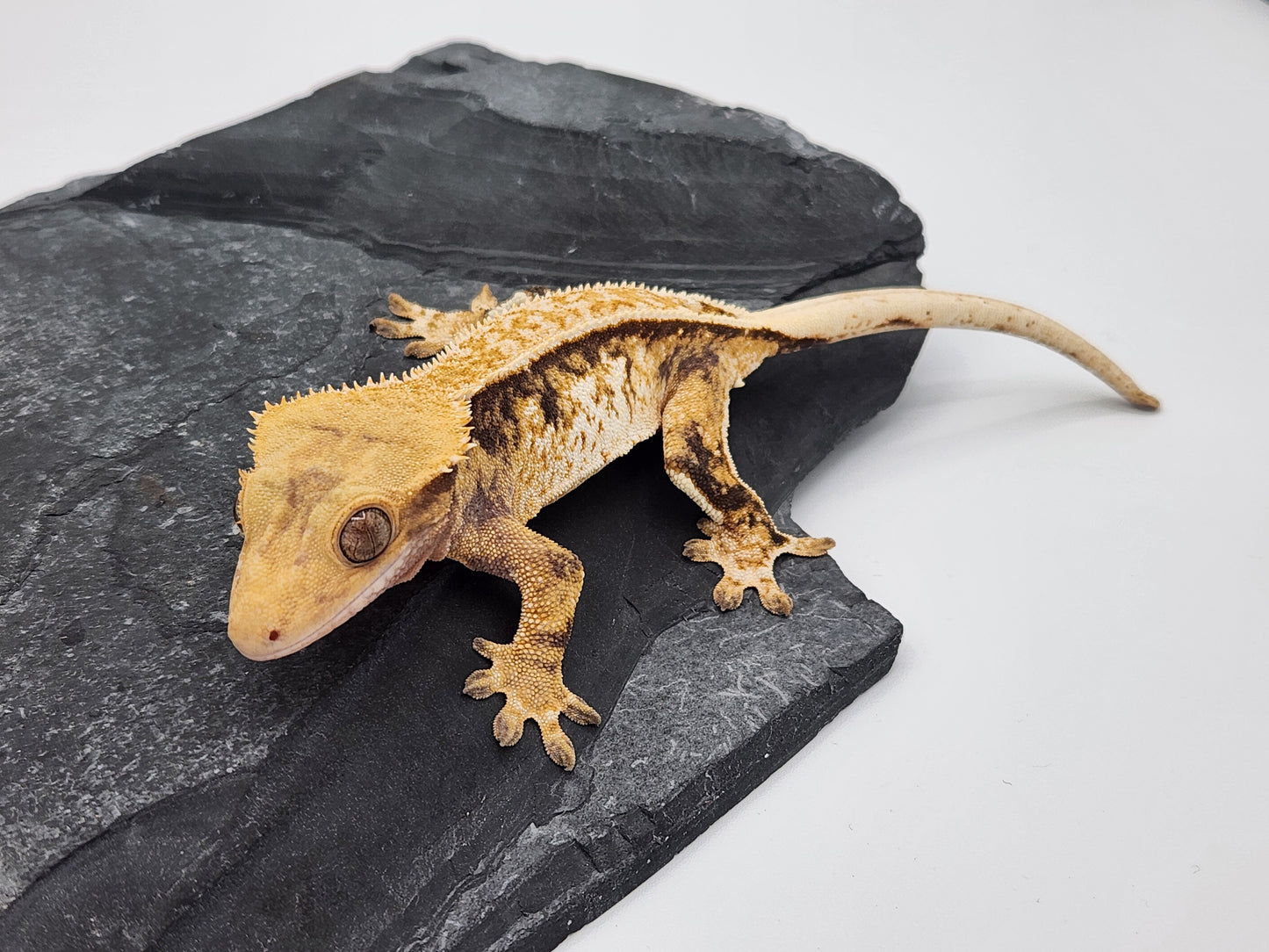 Crested Gecko - Female DOB 12-13-22 (Magnana x Onyx)