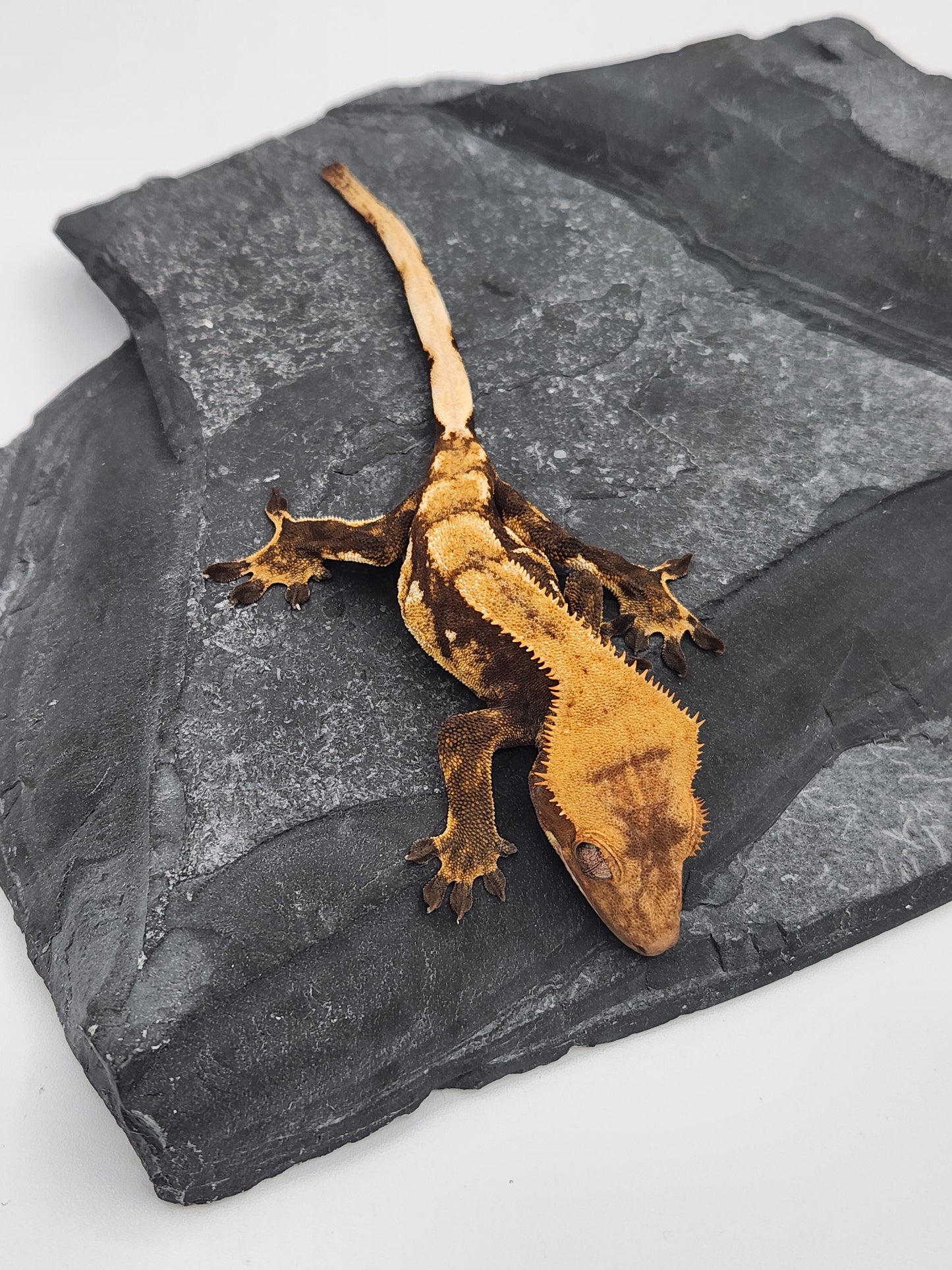Crested Gecko - Male DOB 05-23-23 (Dane x Succulent)