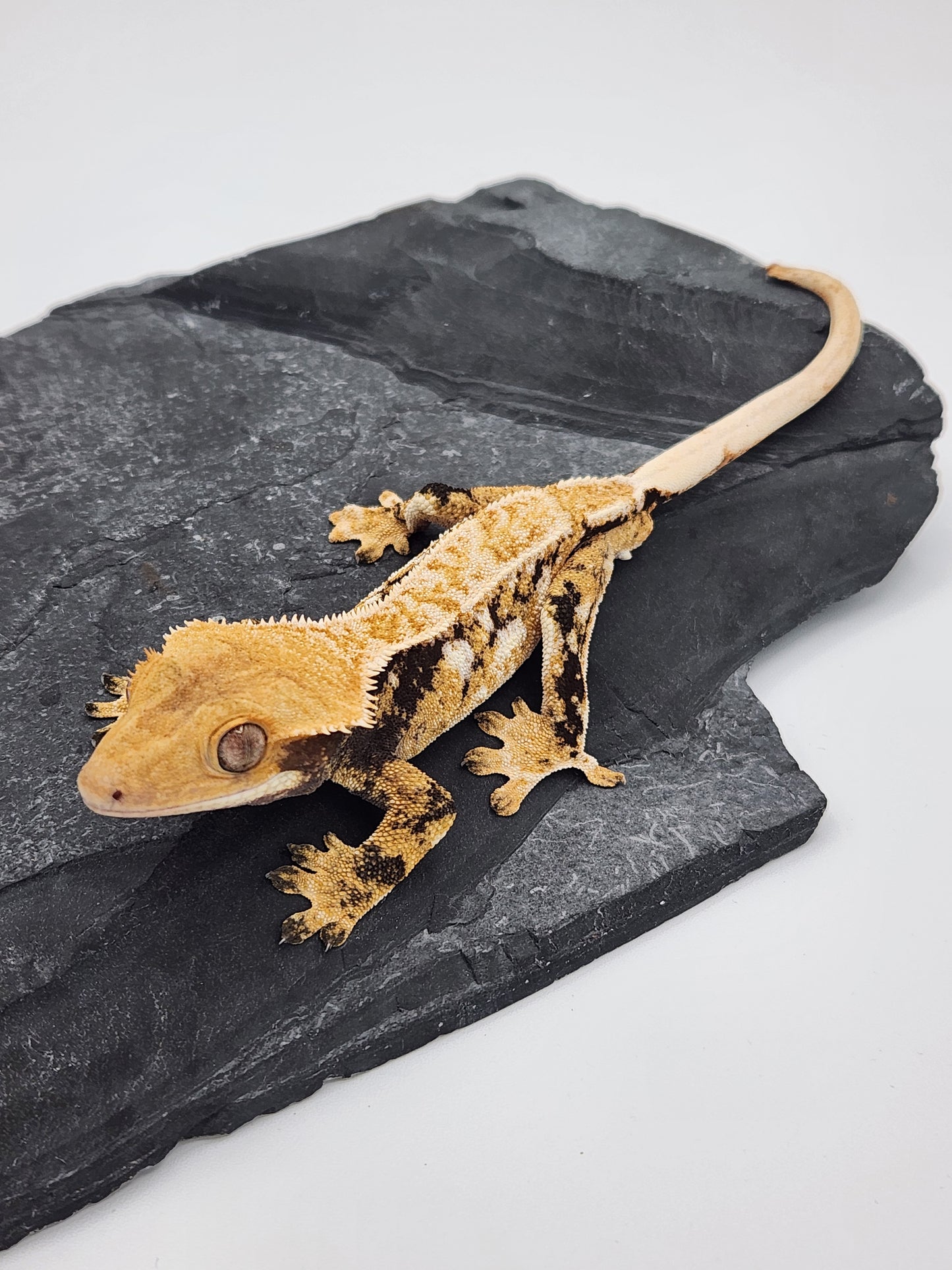 Crested Gecko - Male DOB 09-08-22 (Gaitley x Horizon)