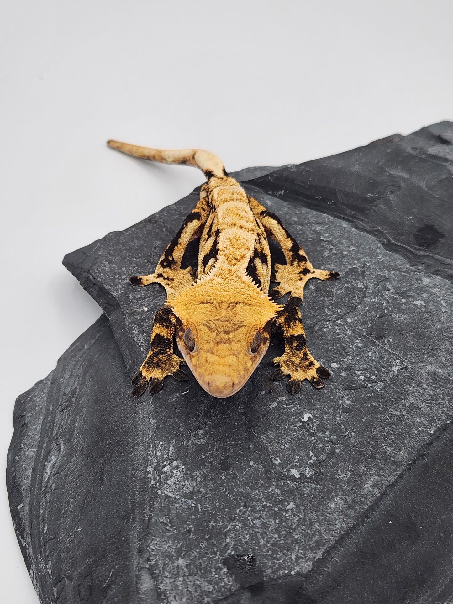 Crested Gecko - SOLD - Male - DOB 10-22-22 (Gaitley x Horizon)