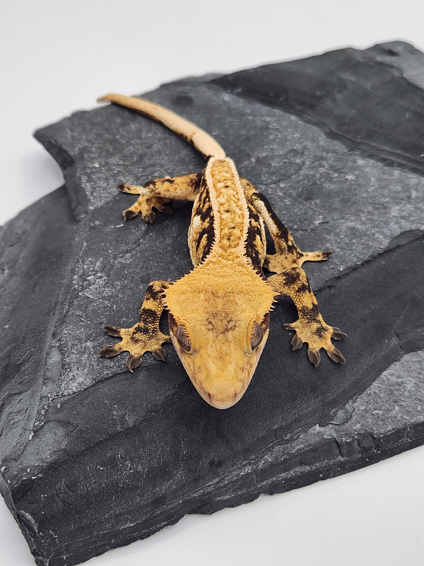 Crested Gecko - Male DOB 11-29-22 (Gaitley x Horizon)