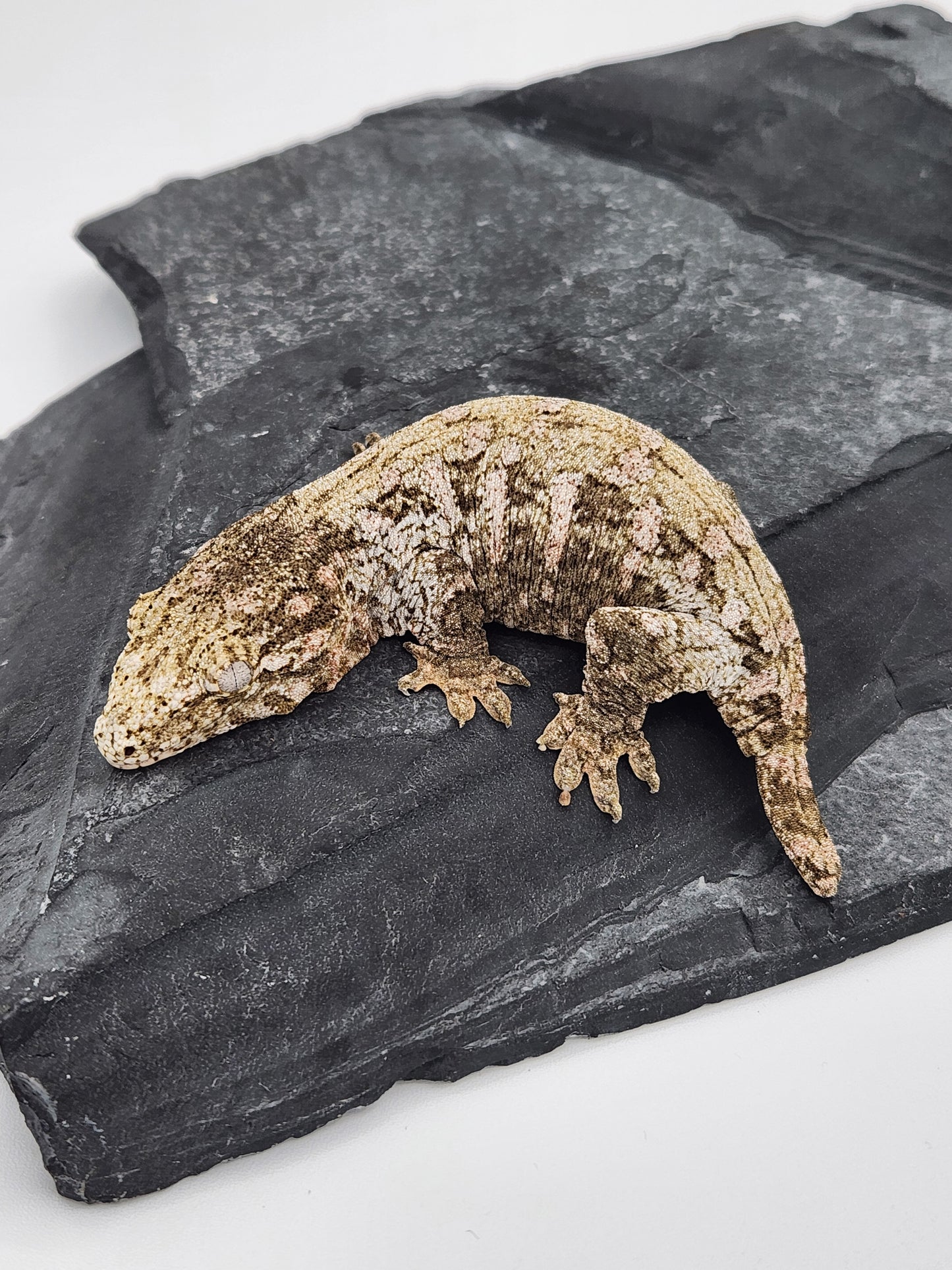 Leachie Gecko - Ana Ami GTB Pine - Possible Female DOB 10-24-2024