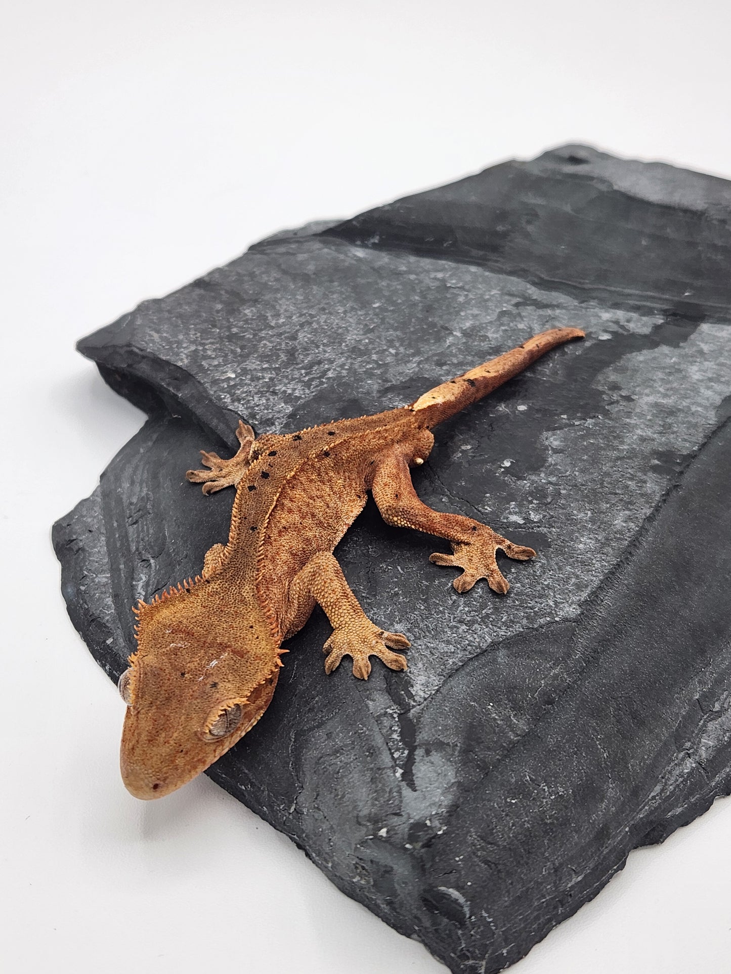 Crested Gecko - Male DOB 09-09-23 (Mocha x Spot 4)